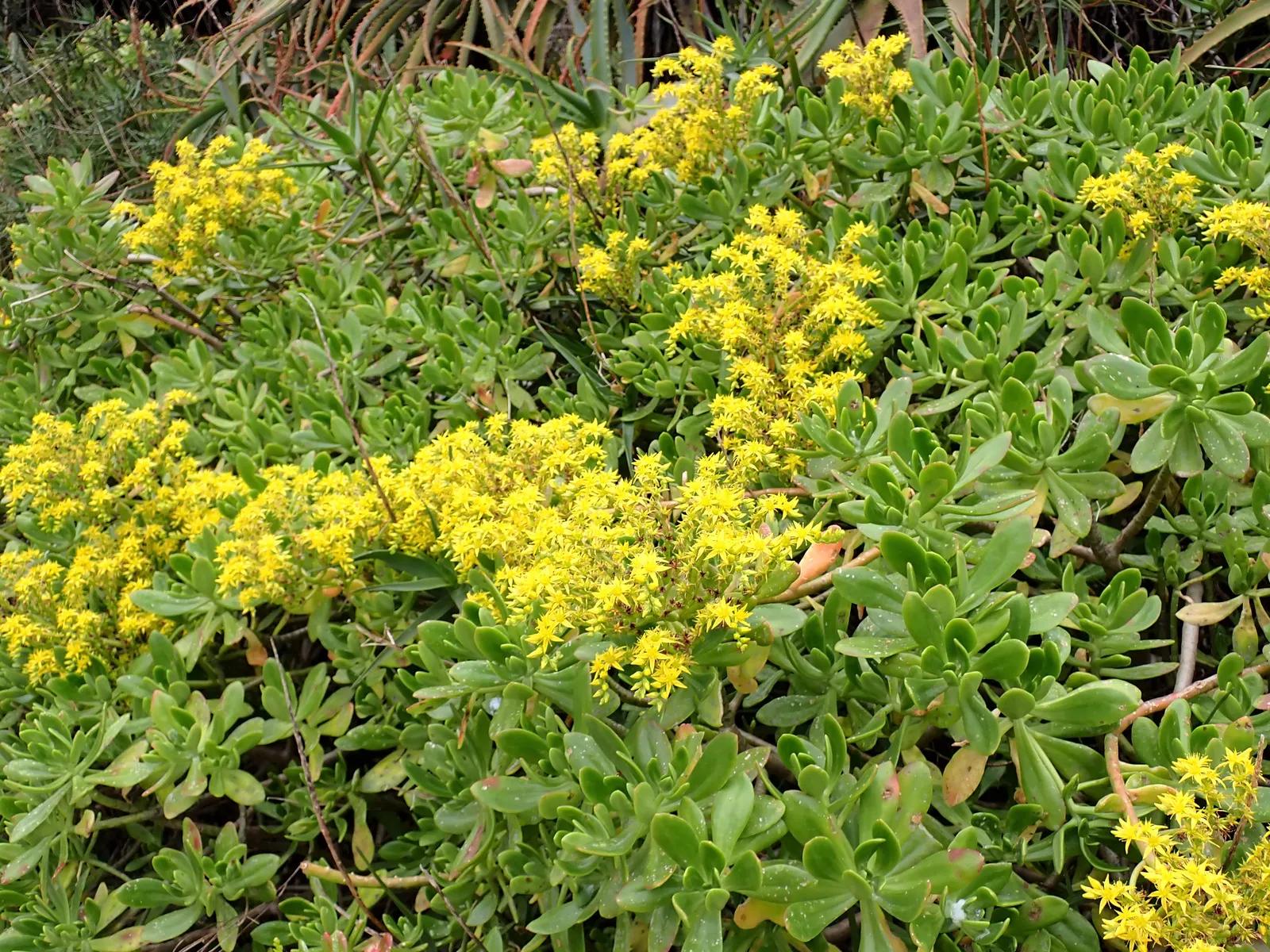 Shrubby Stonecrop (Sedum Praealtum) — With an upright growth habit
