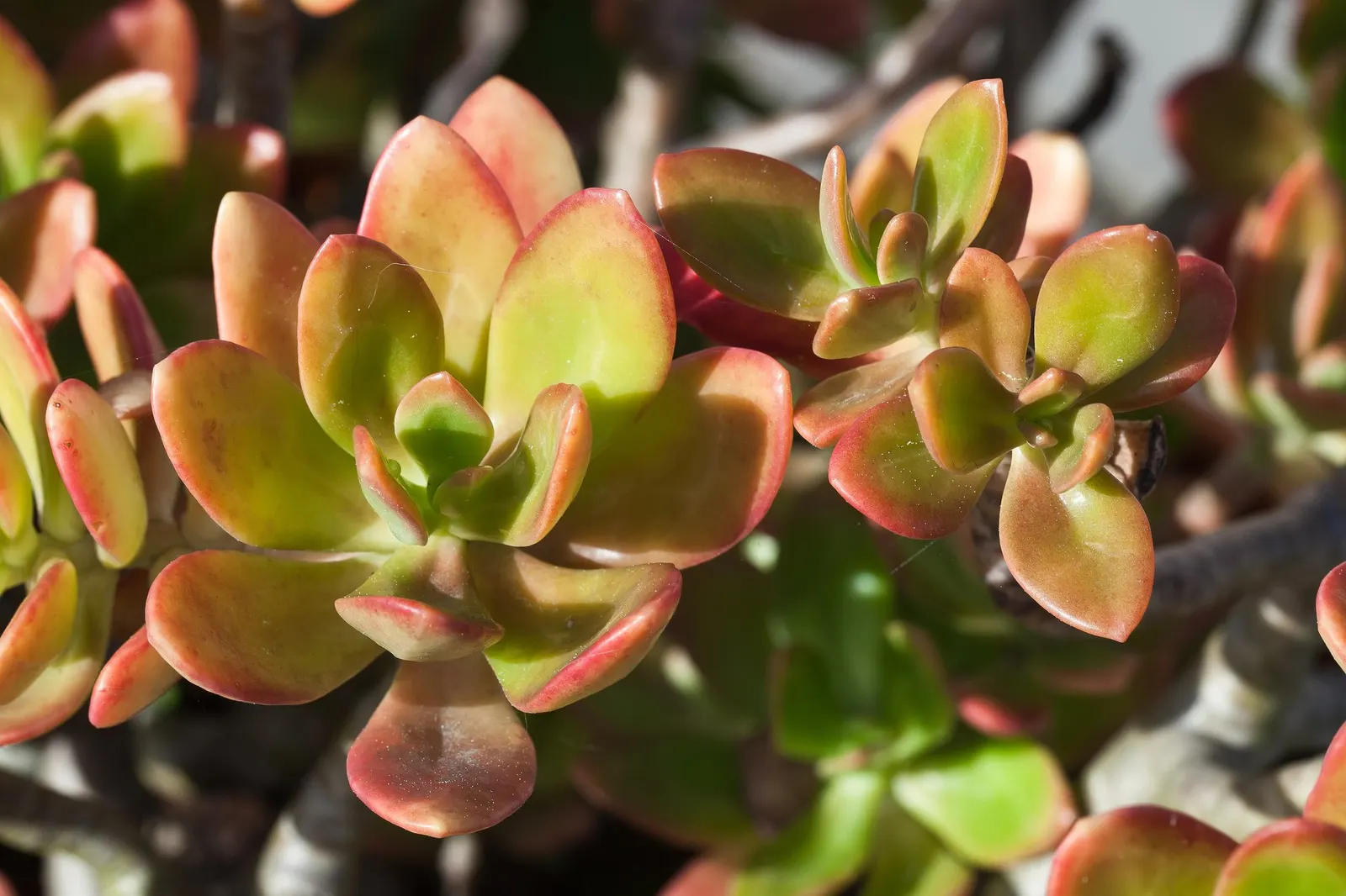 Shrubby Stonecrop (Sedum Praealtum) — Sedum praealtum prefers full sun exposure to partial shade