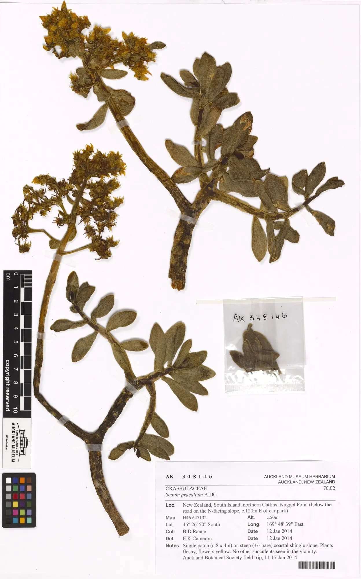 Shrubby Stonecrop (Sedum Praealtum) — simplifying maintenance for the landscape owner
