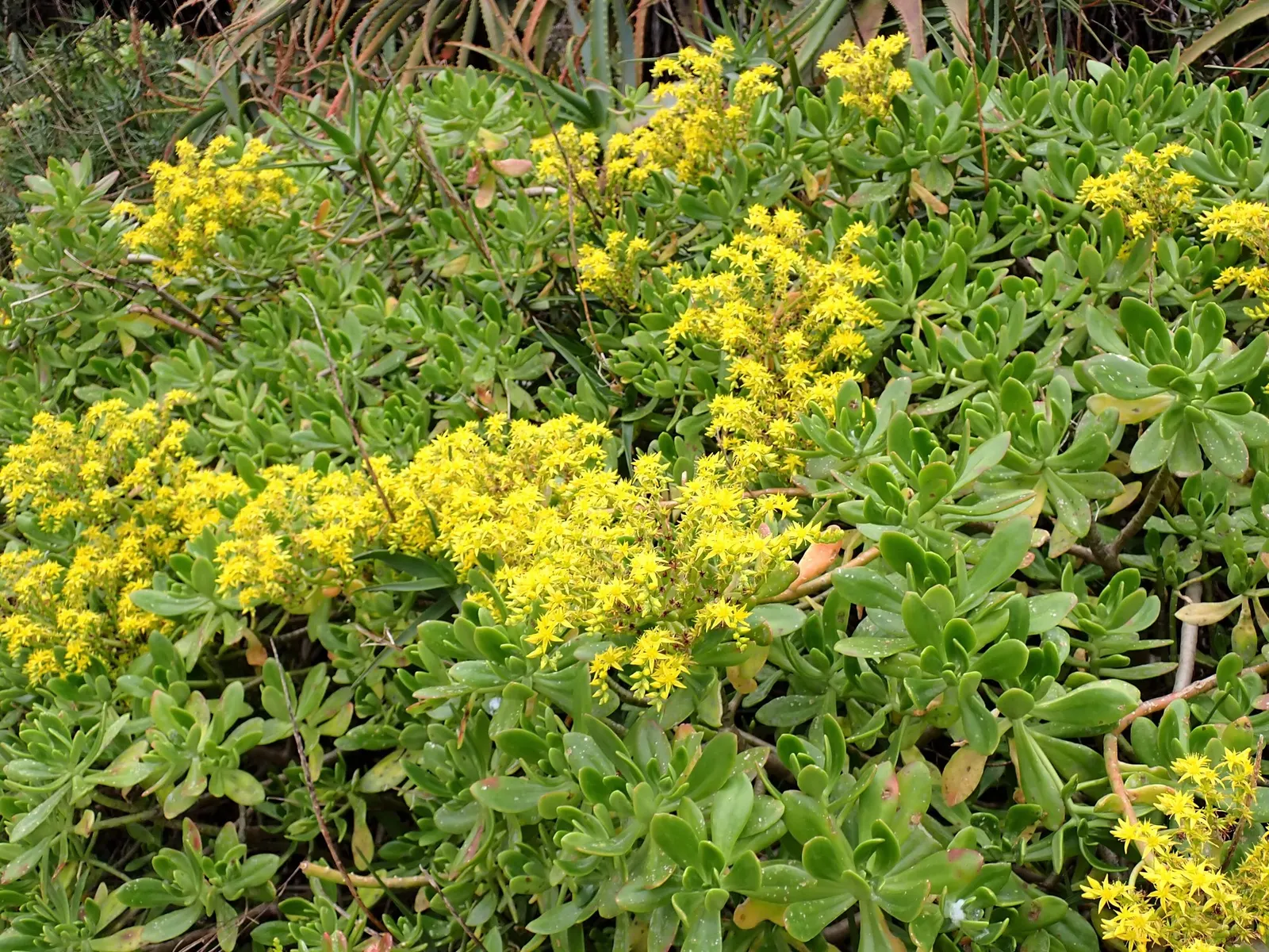 Shrubby Stonecrop (Sedum Praealtum) — consider grouping with other drought-tolerant species or using it as a border specimen for a pop of color