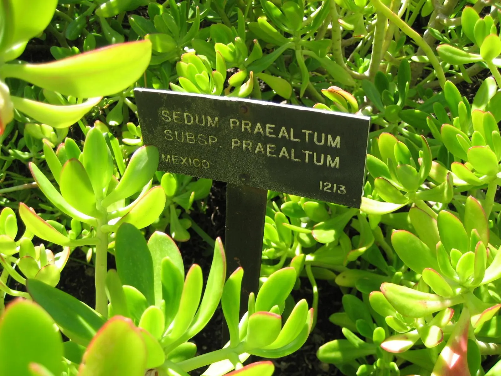 Shrubby Stonecrop (Sedum Praealtum) — star-shaped yellow flowers that attract pollinators
