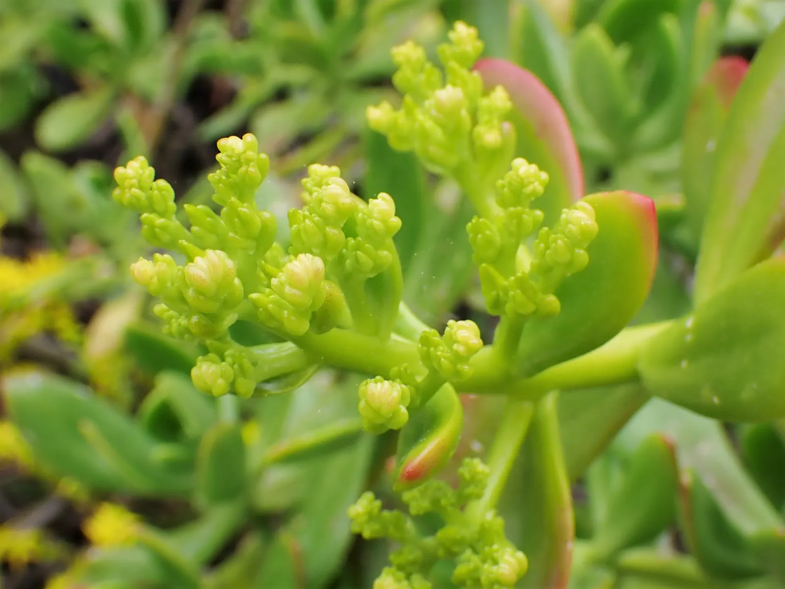 Shrubby Stonecrop (Sedum Praealtum) — For optimal growth, it flourishes in well-draining soil
