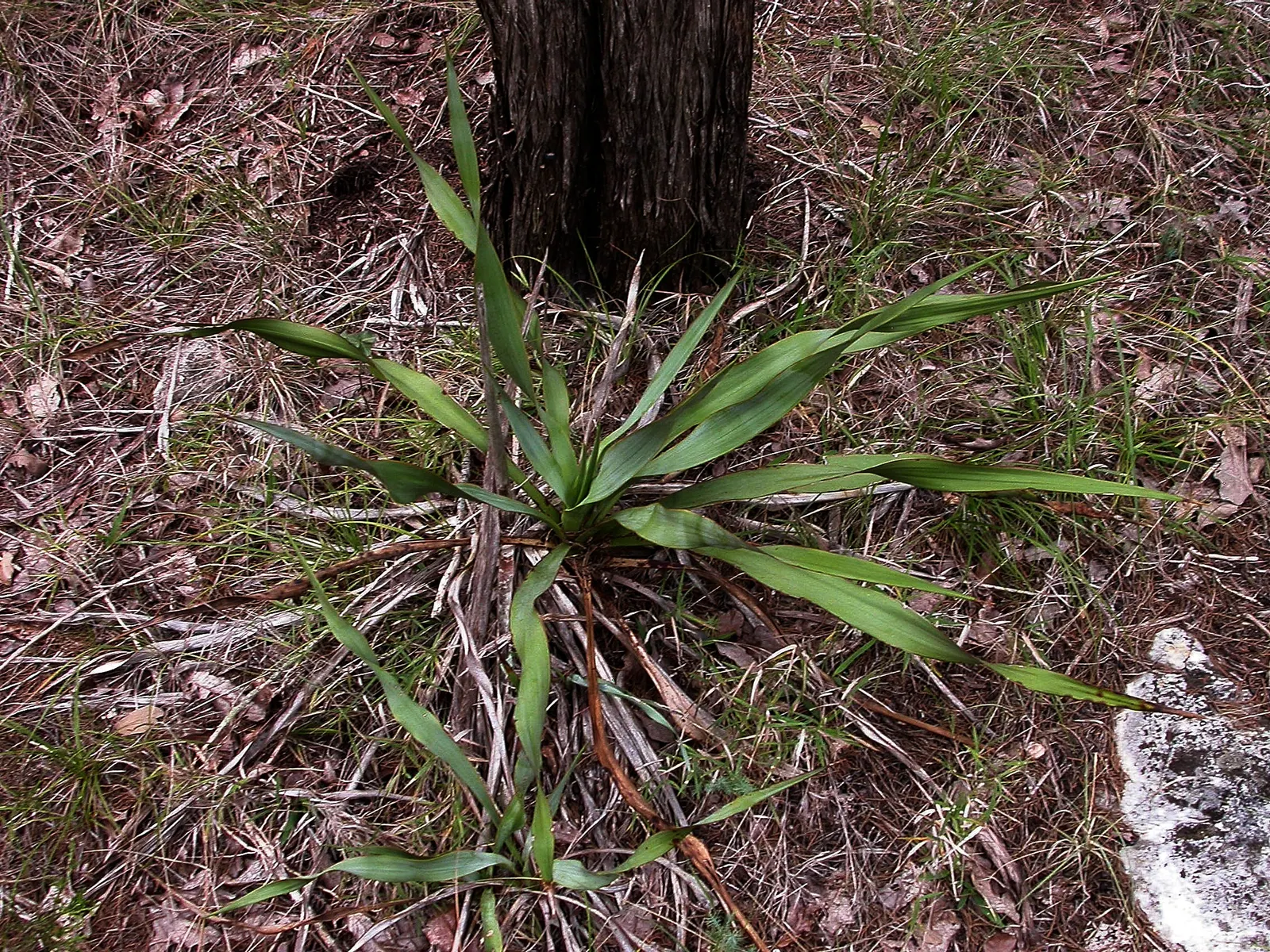 Twisted Leaf Yucca (Yucca Rupicola) — Drought-tolerant and deer-resistant