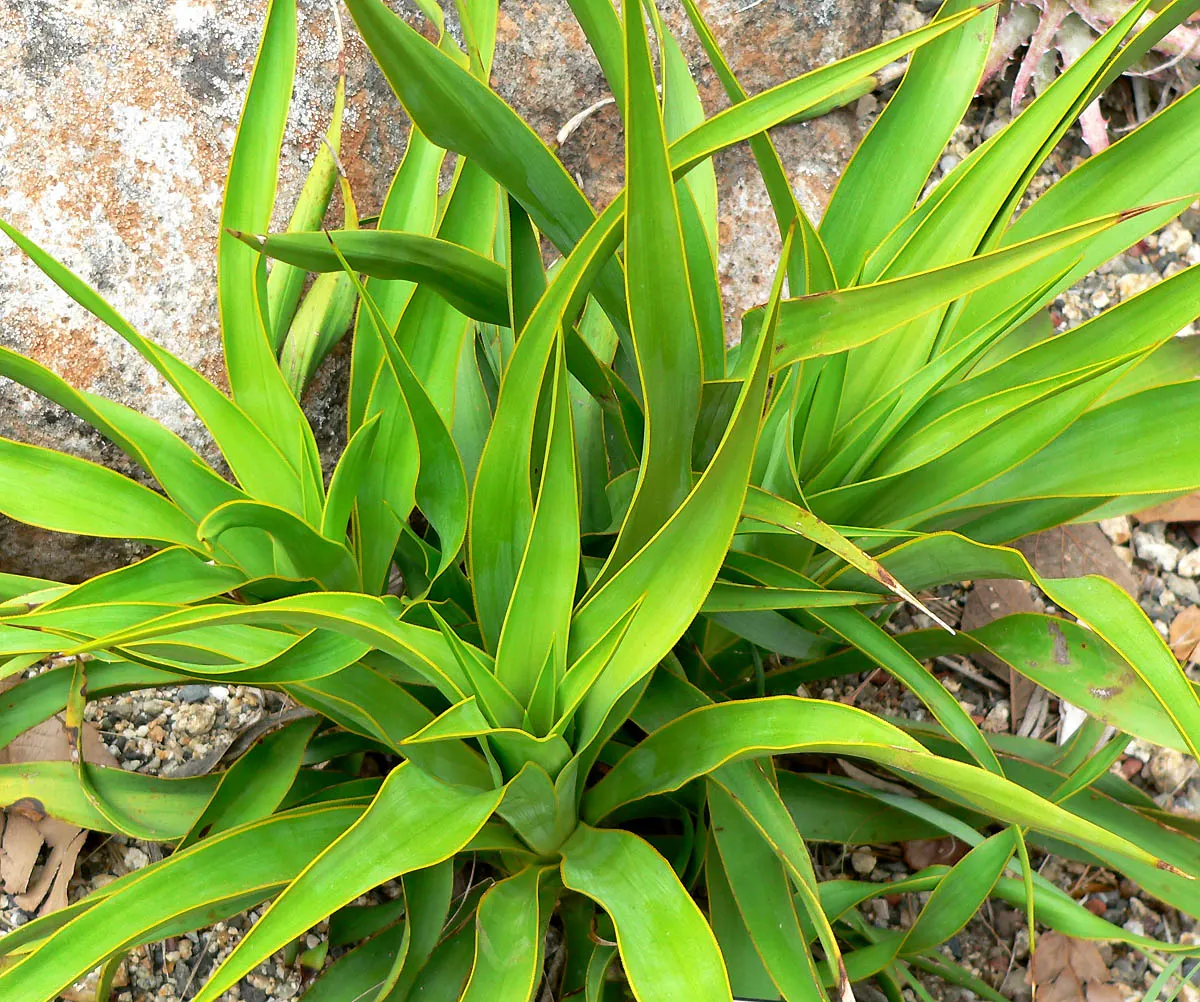 Twisted Leaf Yucca (Yucca Rupicola) — making it an ideal accent for xeriscapes and rock gardens