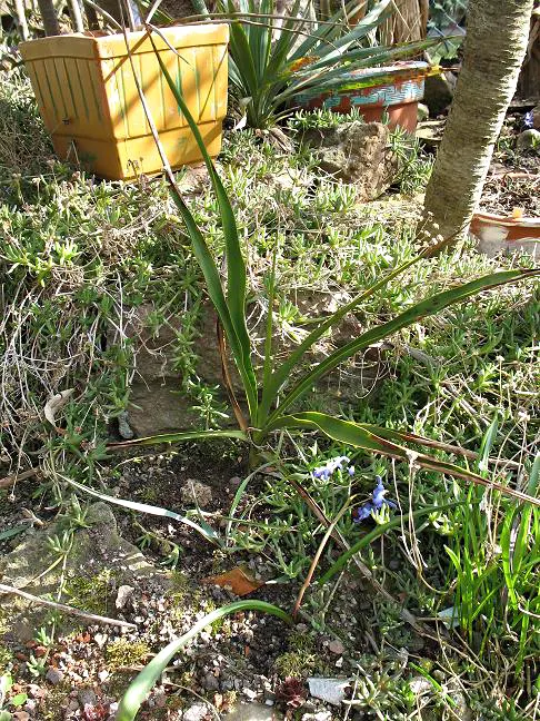 Twisted Leaf Yucca (Yucca Rupicola) — the Twisted Leaf Yucca is compact yet robust