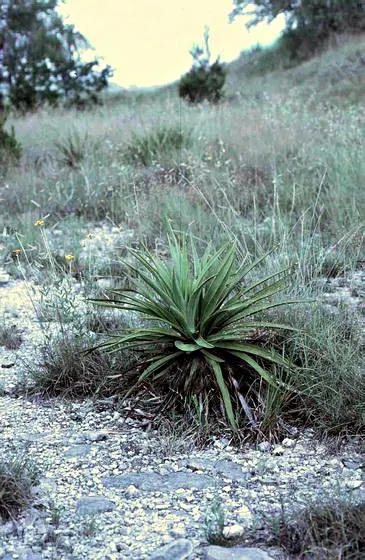 Twisted Leaf Yucca (Yucca Rupicola) — it thrives in full sun to partial shade and well-drained soils
