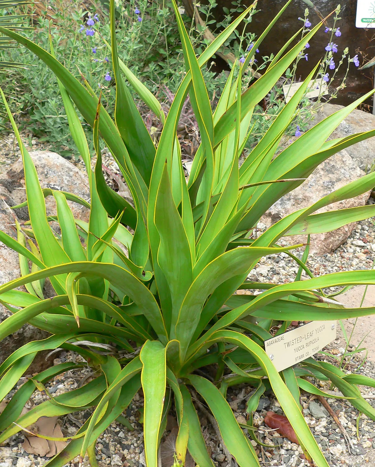 Twisted Leaf Yucca (Yucca Rupicola) — scientifically known as Yucca rupicola