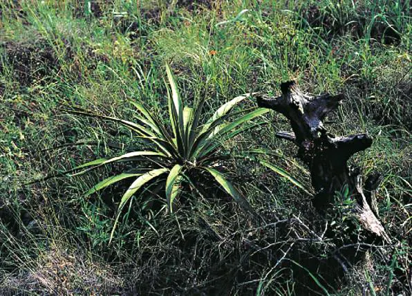 Twisted Leaf Yucca (Yucca Rupicola) — This drought-tolerant yucca features leaves that twist and turn as they emerge