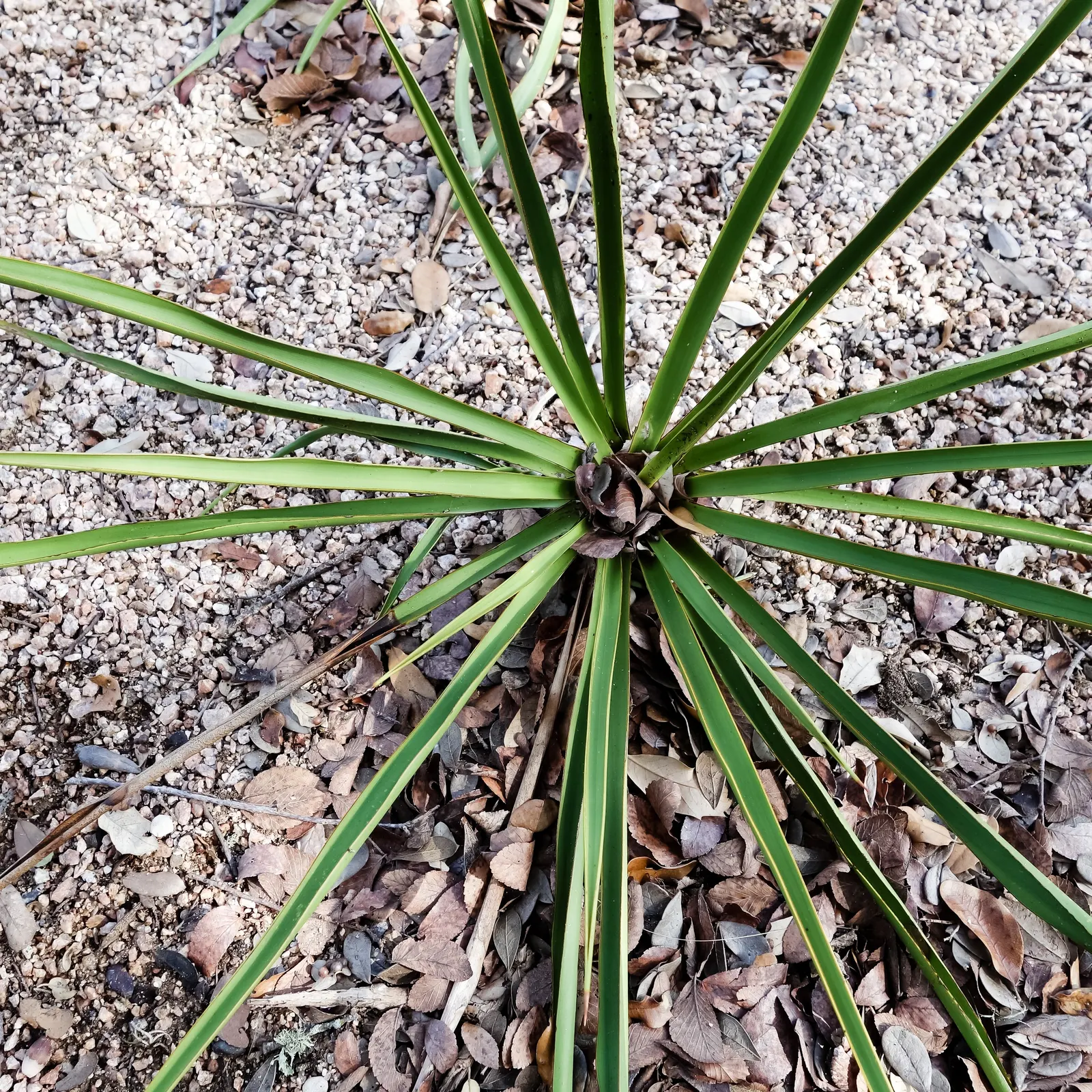 Twisted Leaf Yucca (Yucca Rupicola) — blue-green foliage that reaches around 2 to 3 feet in height and spread