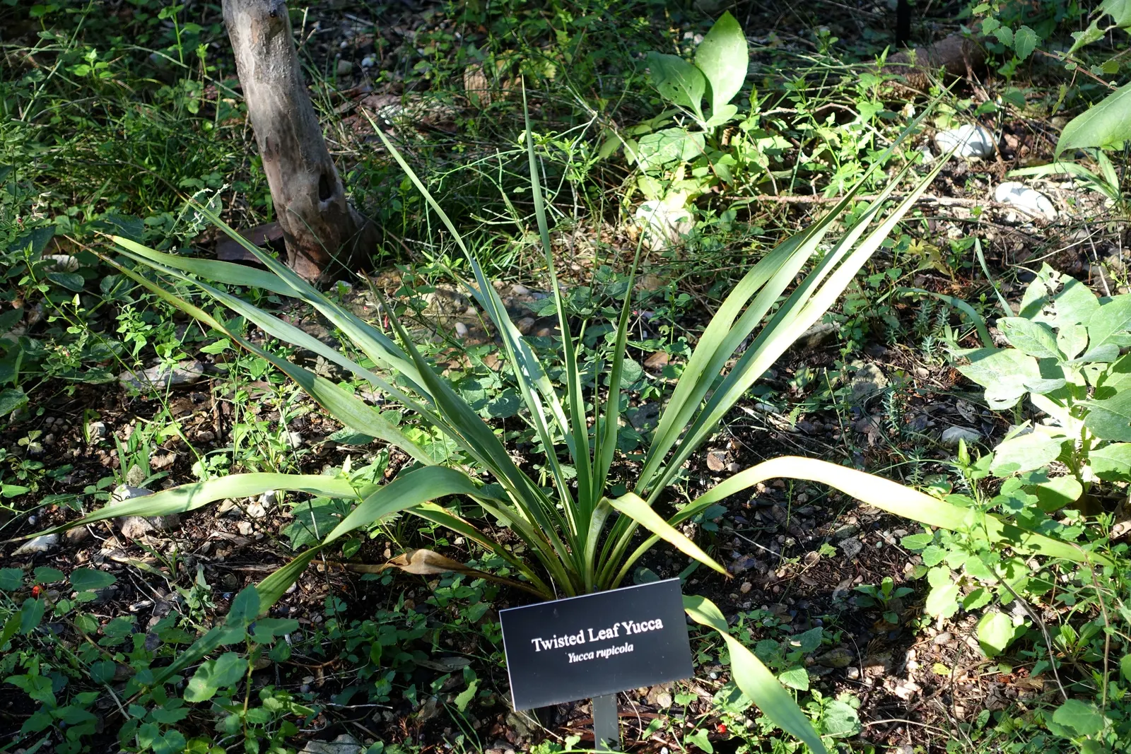 Twisted Leaf Yucca (Yucca Rupicola) — The Twisted Leaf Yucca (Yucca rupicola) is a Texas native featuring unique