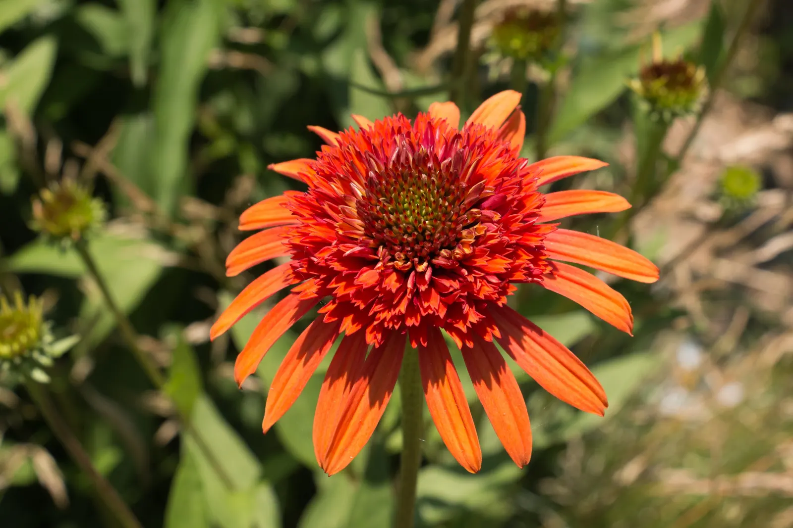Coral Reef Double Coneflower (Echinacea 'Coral Reef') — This showy cone-shaped bloom has a central cone with an orange hue