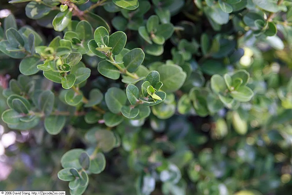 Green Tower Boxwood (Buxus 'Green Tower') — The Buxus 'Green Tower' is a slender, evergreen shrub, perfect for vertical accents in a garden