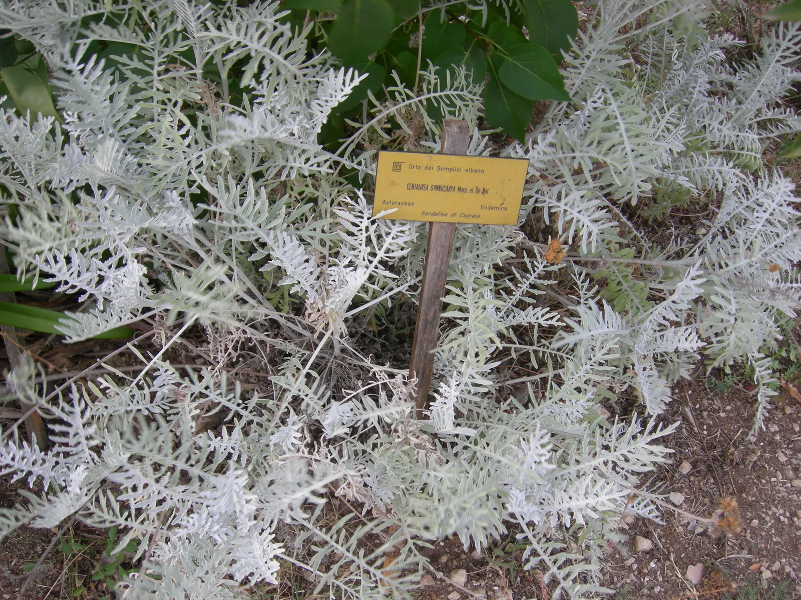 Dusty Miller (Centaurea Gymnocarpa) — Dusty Miller (Centaurea gymnocarpa) is a popular foliage plant