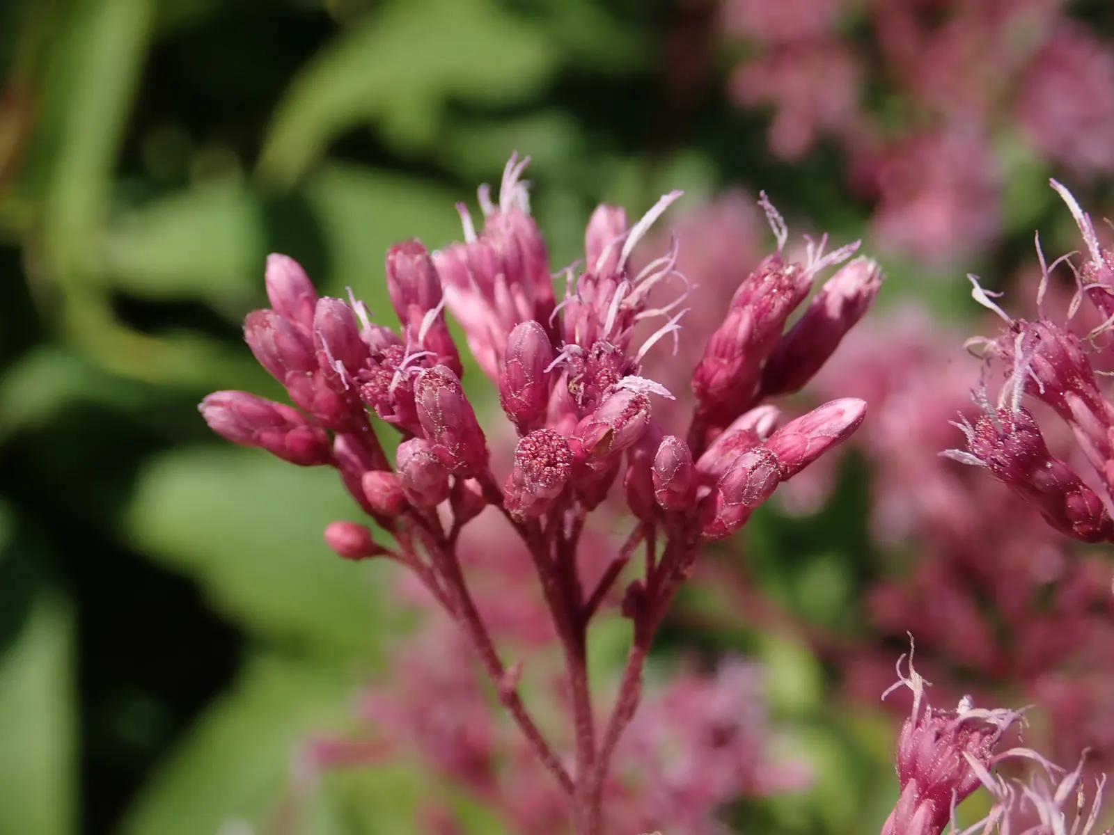 Spotted Joe Pye Weed (Eutrochium Maculatum) — which support whorled leaves and ample