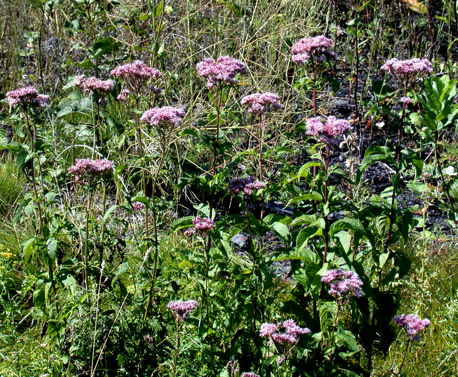 Spotted Joe Pye Weed (Eutrochium Maculatum) — Hardiness ranges from Zones 4 through 8