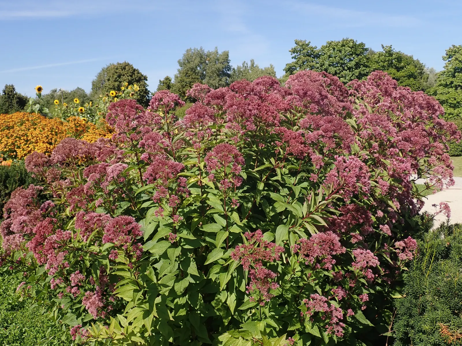 Spotted Joe Pye Weed (Eutrochium Maculatum) — dome-shaped flower clusters