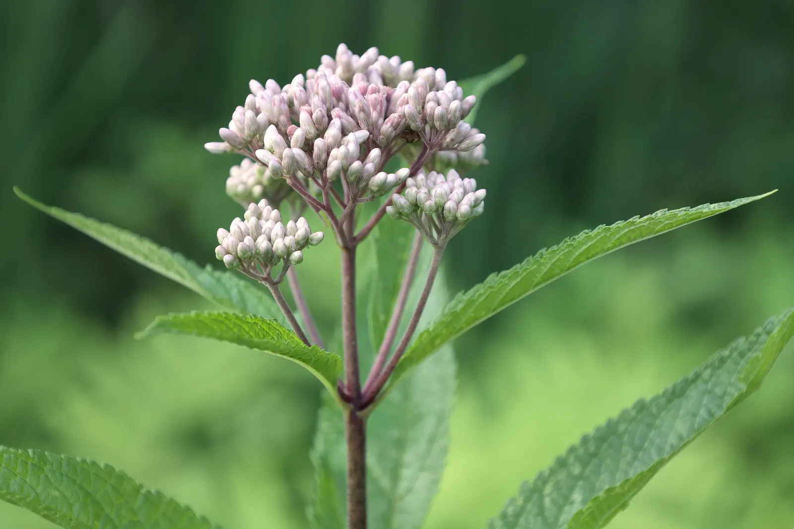 Spotted Joe Pye Weed (Eutrochium Maculatum) — <br><br>This species thrives in USDA Hardiness Zones 4 through 8