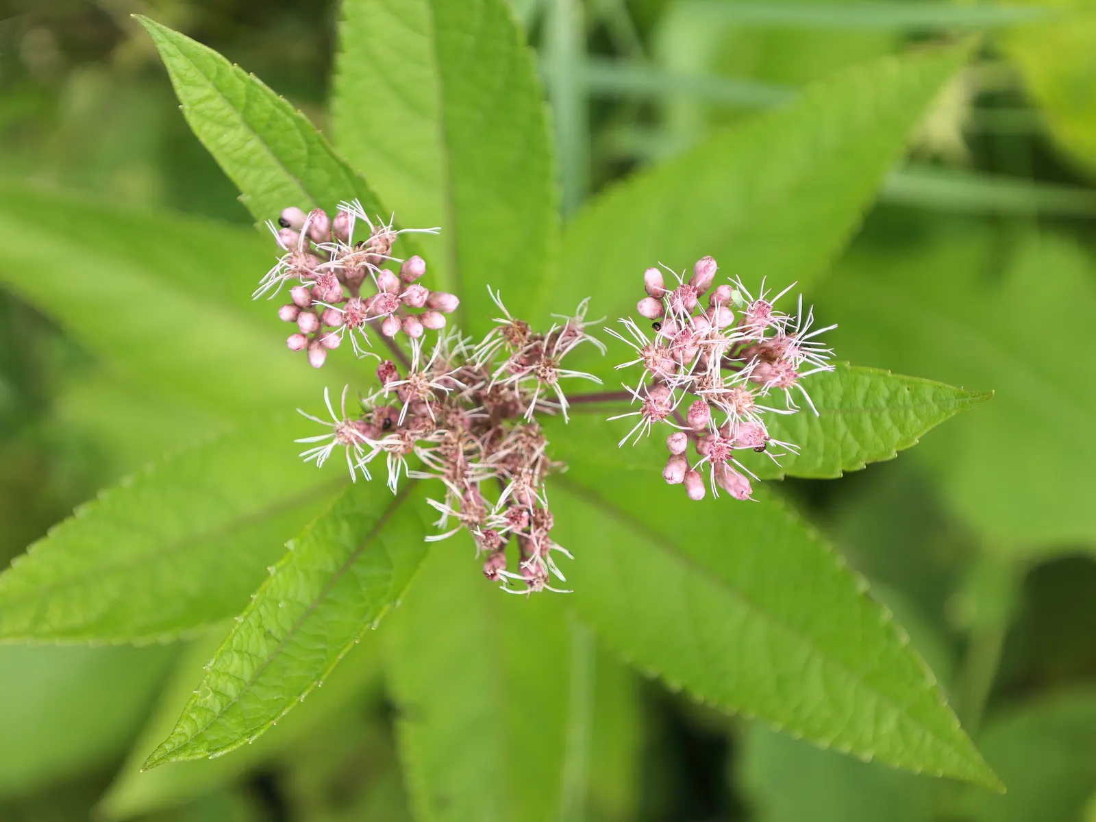 Spotted Joe Pye Weed (Eutrochium Maculatum) — is a robust perennial native to moist