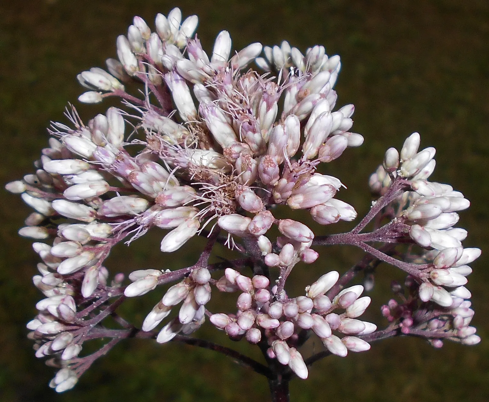 Spotted Joe Pye Weed (Eutrochium Maculatum) — It's particularly tolerant of wet conditions