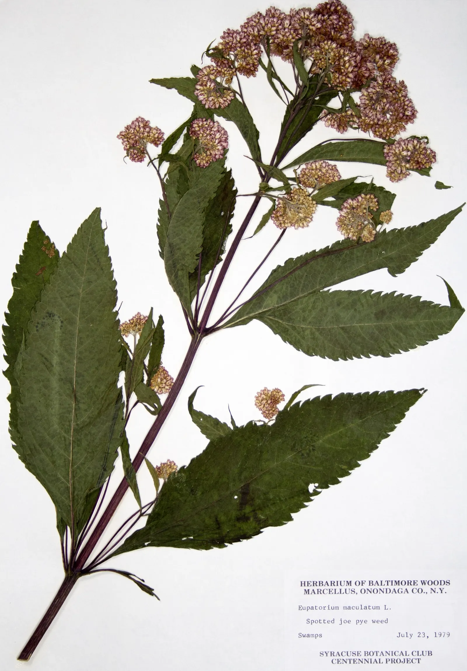 Spotted Joe Pye Weed (Eutrochium Maculatum) — making it an excellent choice for rain gardens or alongside water features
