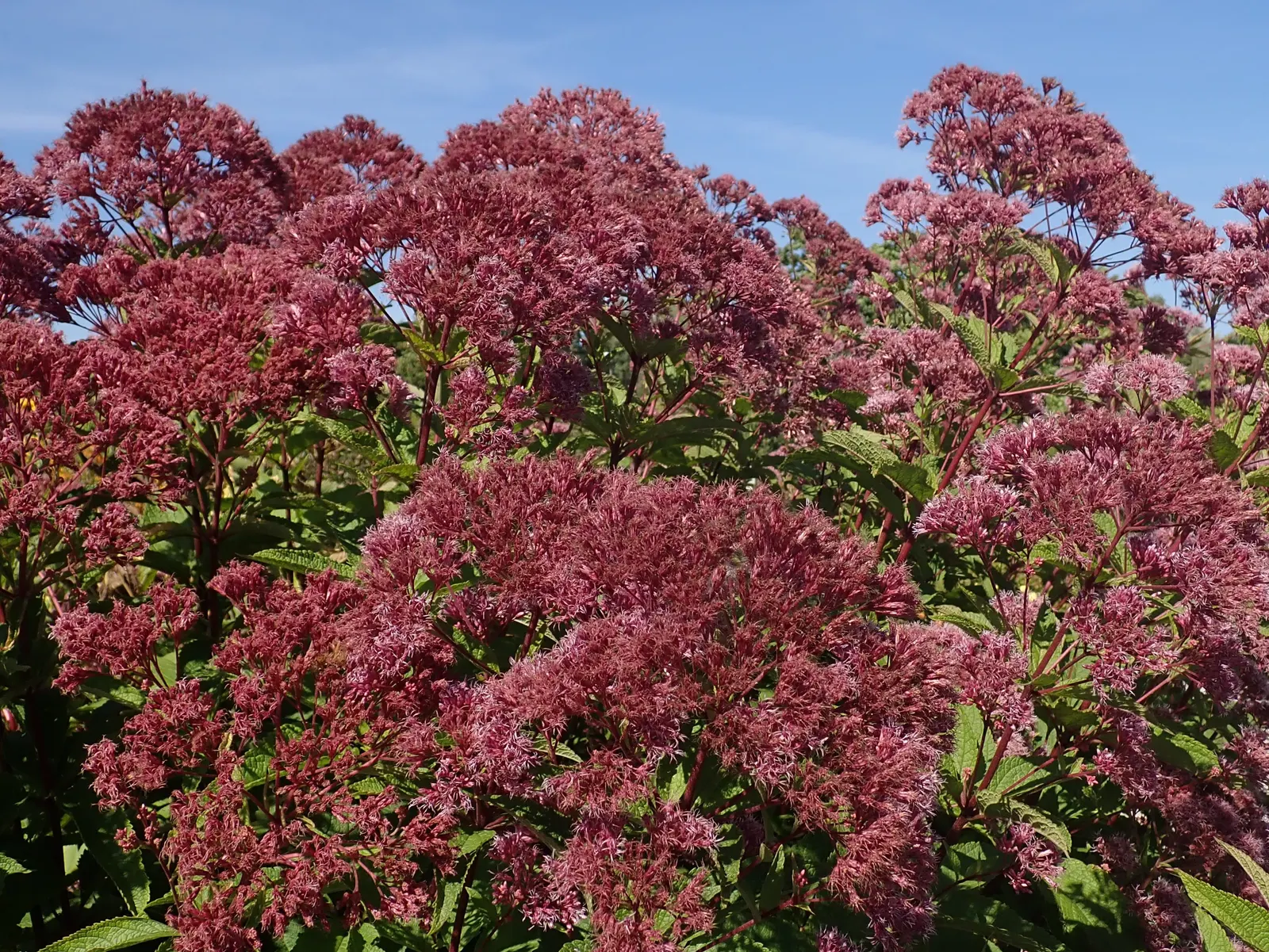 Spotted Joe Pye Weed (Eutrochium Maculatum) — rich soils in sun to part shade