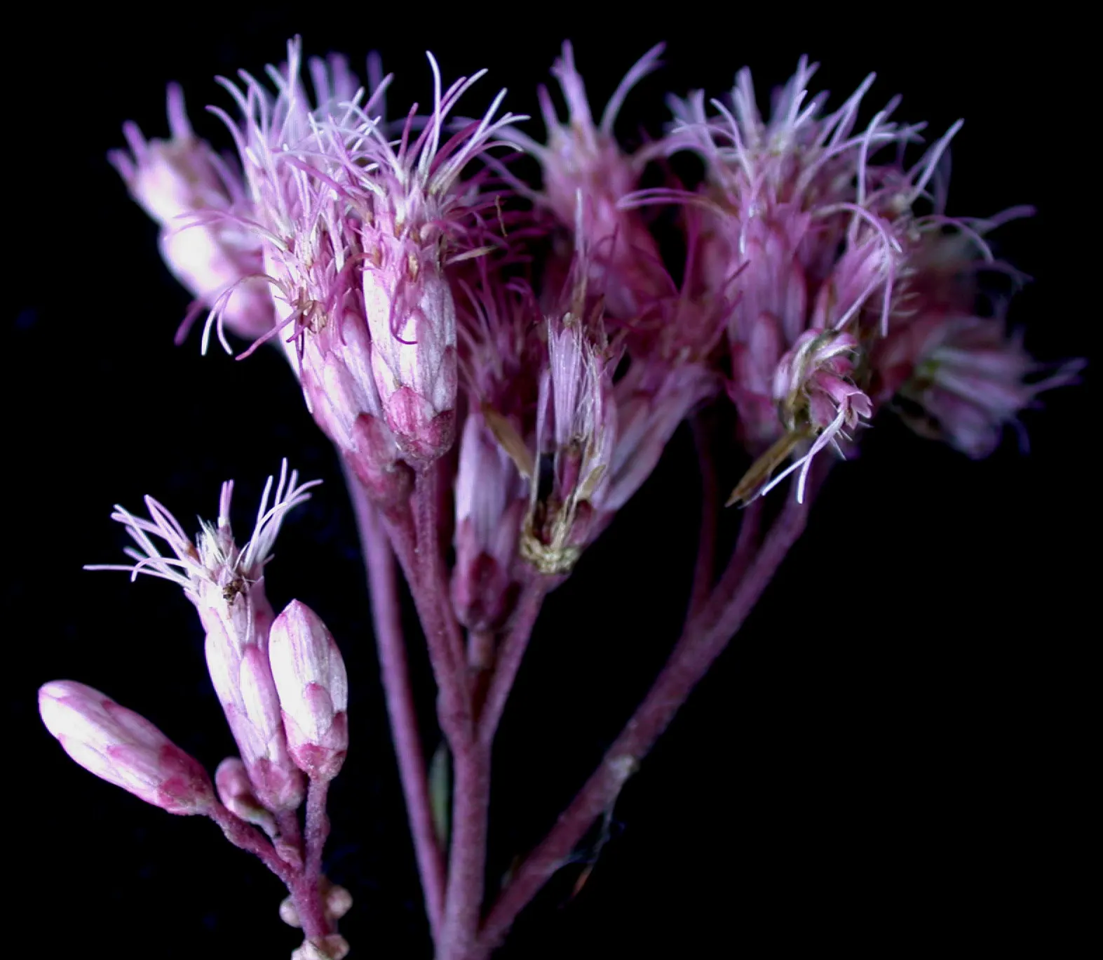 Spotted Joe Pye Weed (Eutrochium Maculatum) — Characterized by its robust growth habit