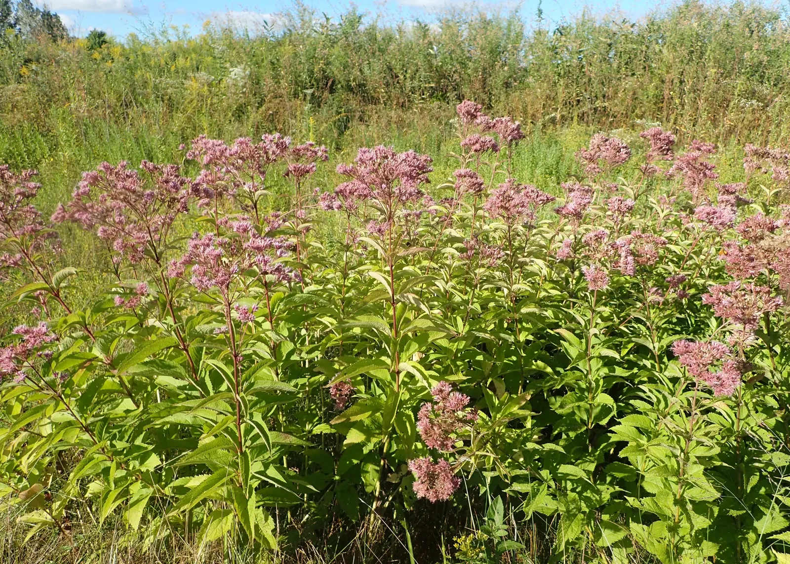 Spotted Joe Pye Weed (Eutrochium Maculatum) — adding height and late-season interest to any garden