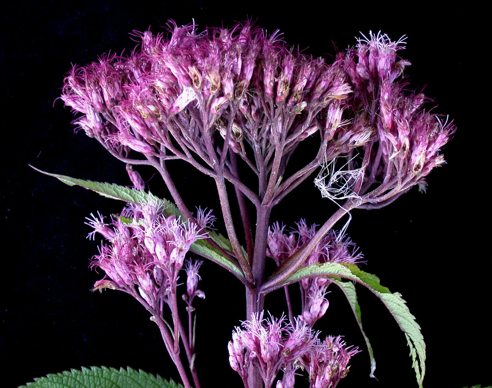Spotted Joe Pye Weed (Eutrochium Maculatum) — commonly referred to as Spotted Joe Pye Weed