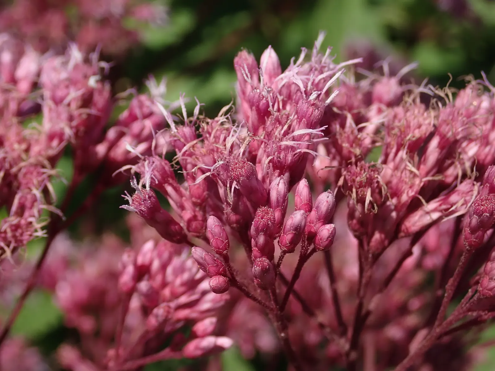 Spotted Joe Pye Weed (Eutrochium Maculatum) — These mauve to pinkish flower heads