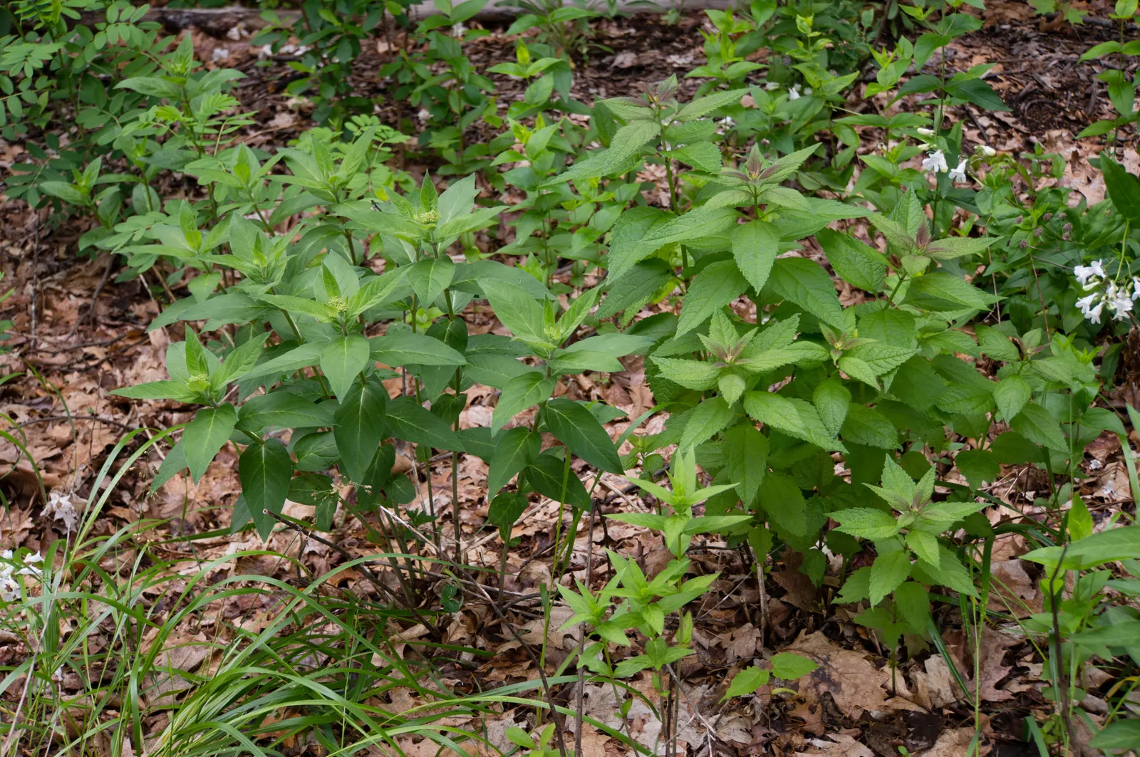 Spotted Joe Pye Weed (Eutrochium Maculatum) — The plant's noteworthy attribute is its distinctly spotted purple to dark-brown stems