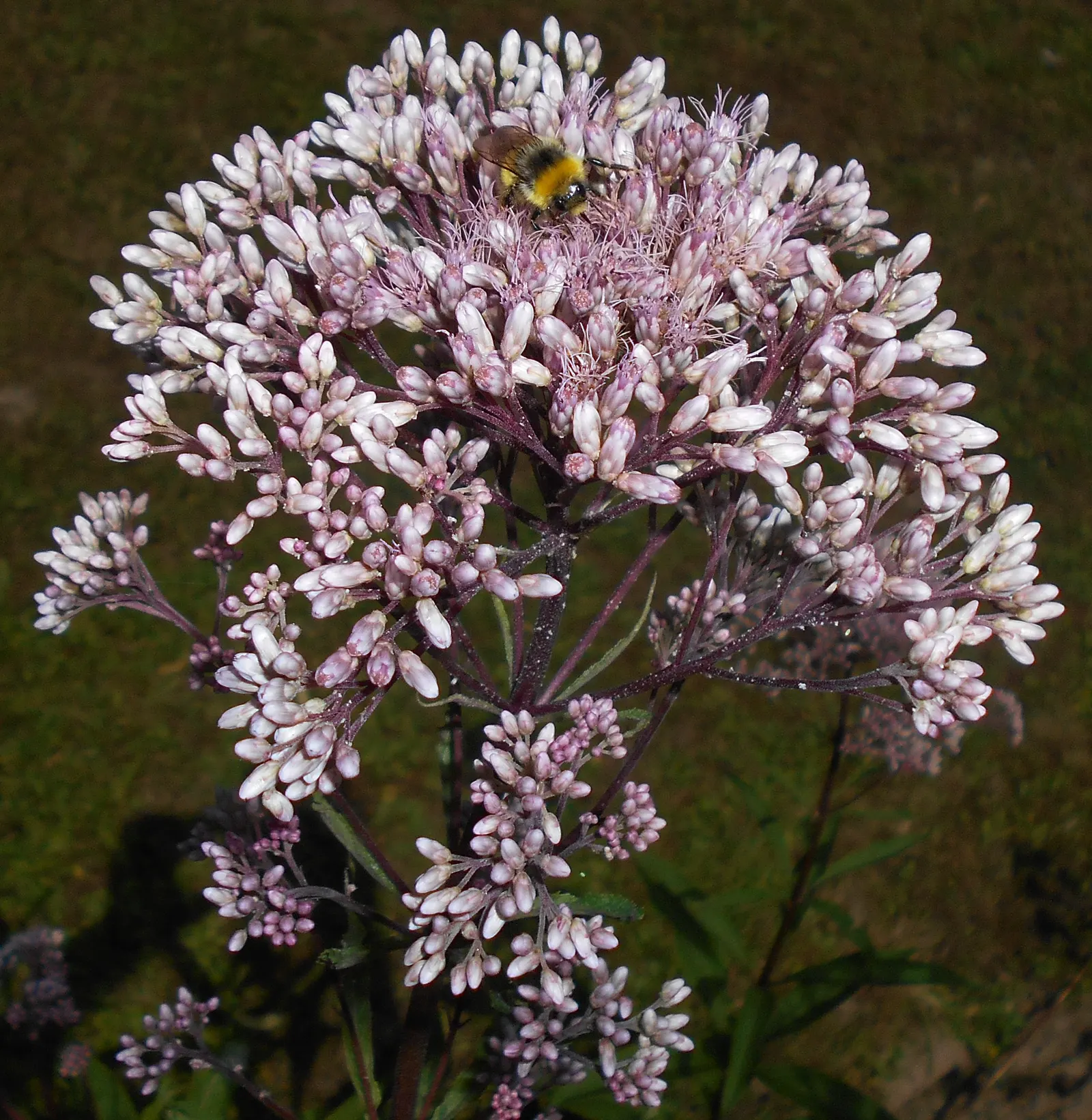 Spotted Joe Pye Weed (Eutrochium Maculatum) — preferring full sun to partial shade and moist