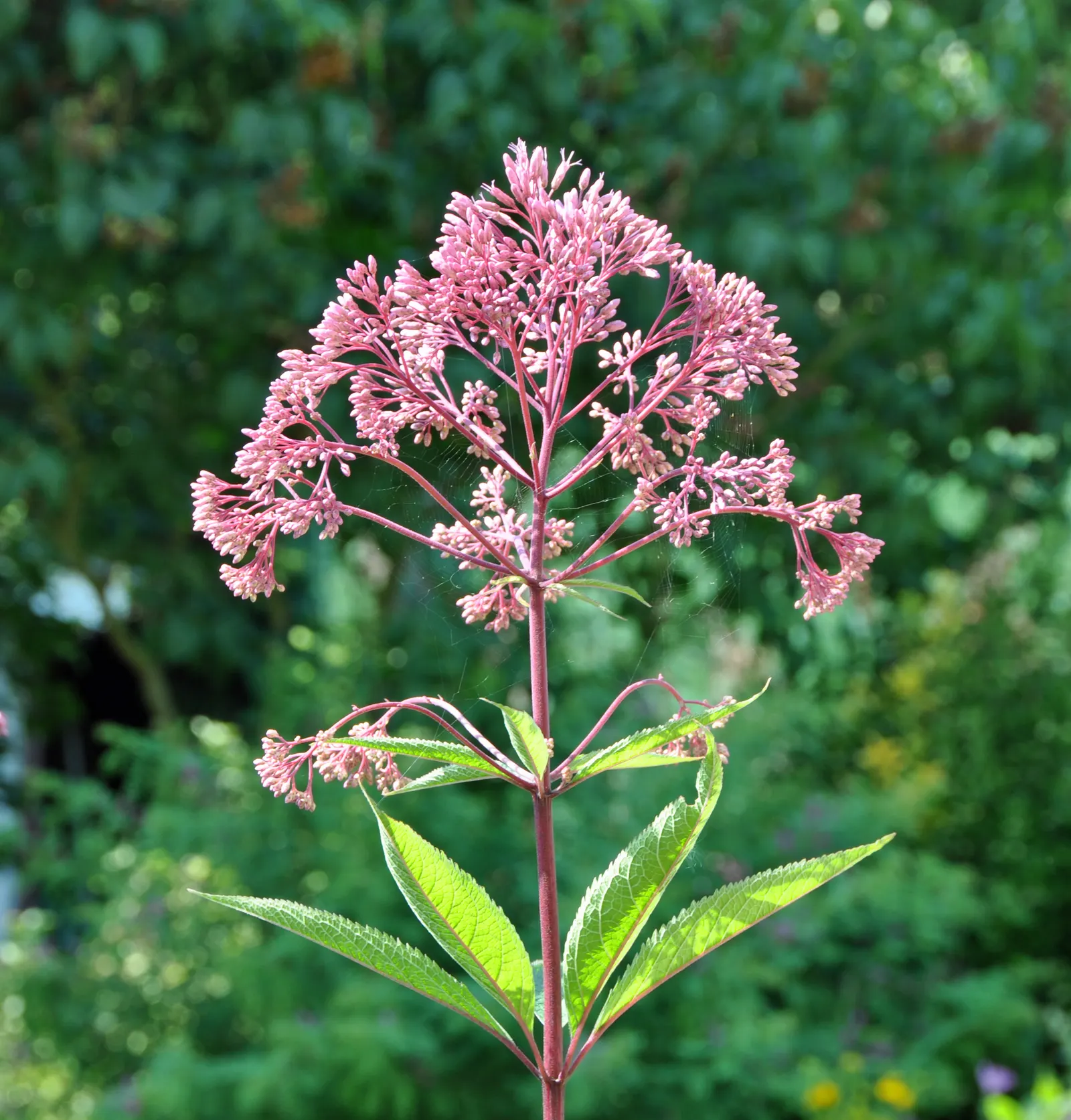 Spotted Joe Pye Weed (Eutrochium Maculatum) — It features striking mauve-pink flower clusters atop sturdy, spotted stems that can reach 5-7 feet tall