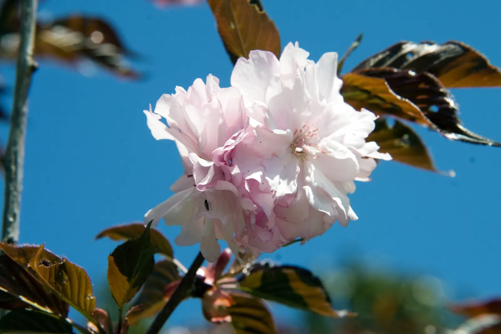 Royal Burgundy Flowering Cherry (Prunus Serrulata 'Royal Burgundy') — This deciduous tree reaches up to 20 feet high with a spread of 15 feet