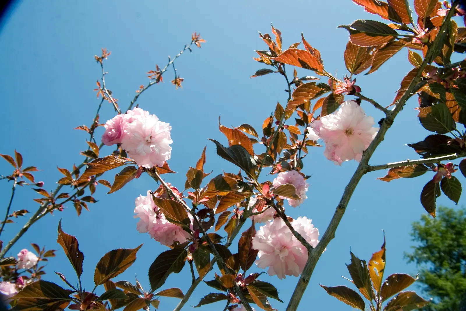 Royal Burgundy Flowering Cherry (Prunus Serrulata 'Royal Burgundy') — Prefers full sun and well-drained soil