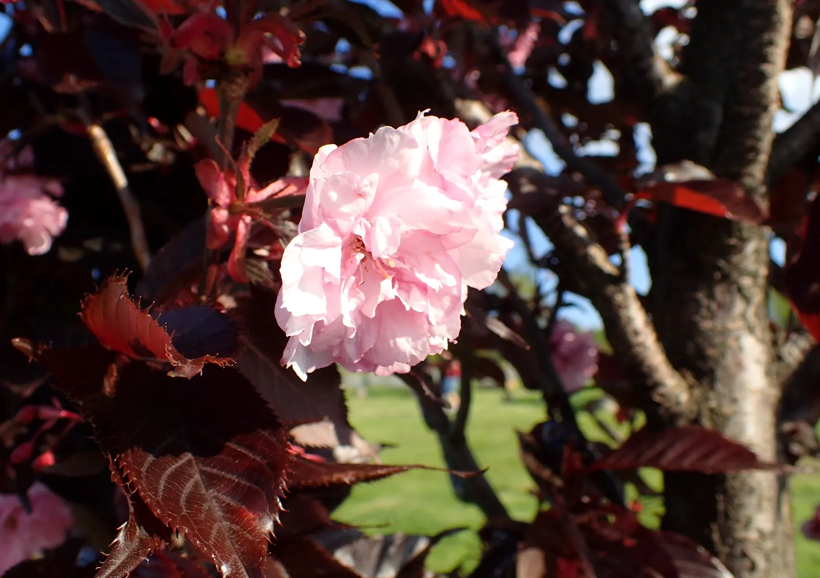 Royal Burgundy Flowering Cherry (Prunus Serrulata 'Royal Burgundy') — Hardy and ornamental, it provides stunning seasonal interest and moderate shade