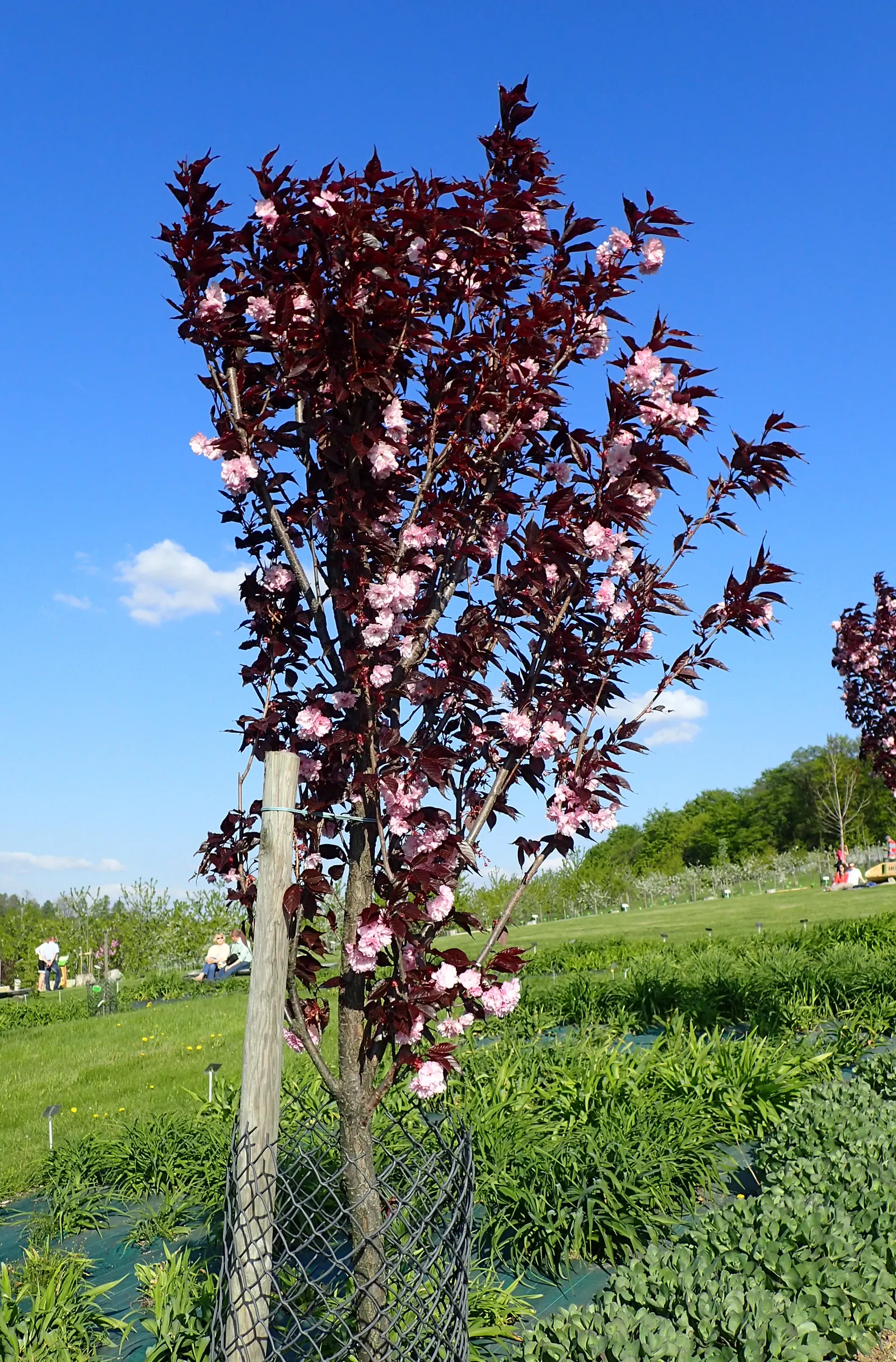 Royal Burgundy Flowering Cherry (Prunus Serrulata 'Royal Burgundy') — purple-red foliage that matures to deep green