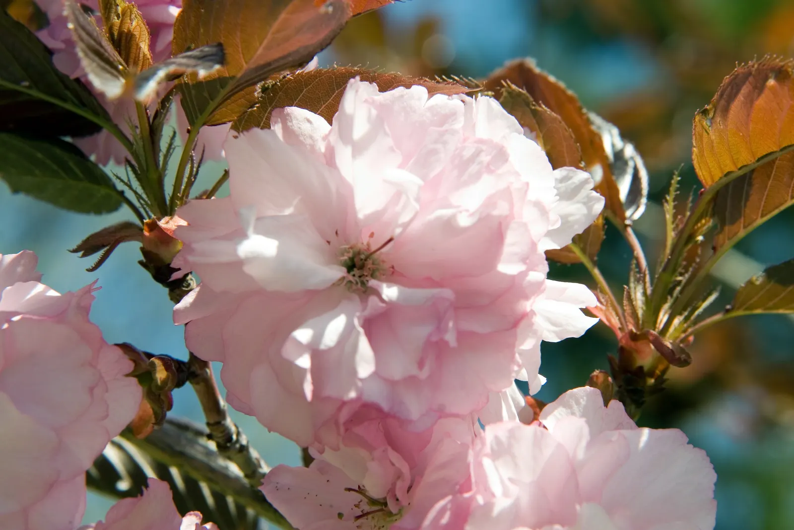 Royal Burgundy Flowering Cherry (Prunus Serrulata 'Royal Burgundy') — offering a striking contrast for landscape designs