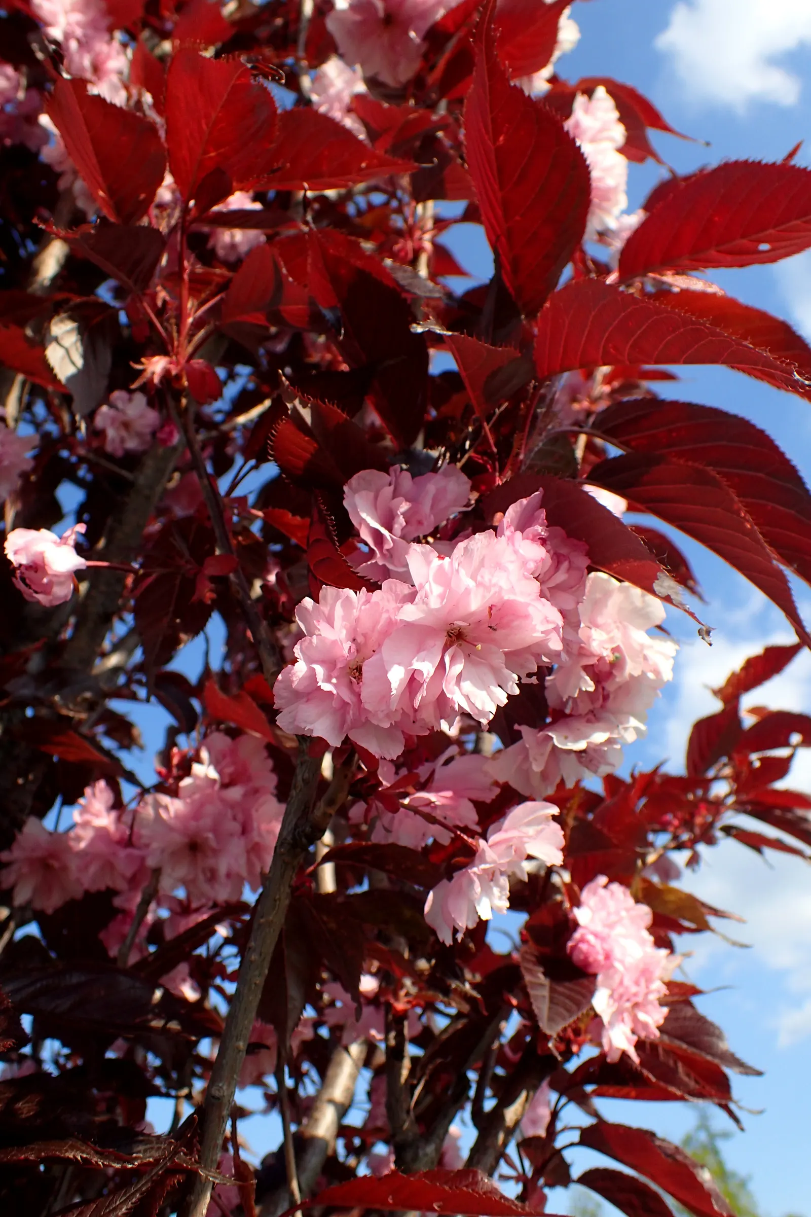 Royal Burgundy Flowering Cherry (Prunus Serrulata 'Royal Burgundy') — In spring, it erupts with vibrant pink double blossoms