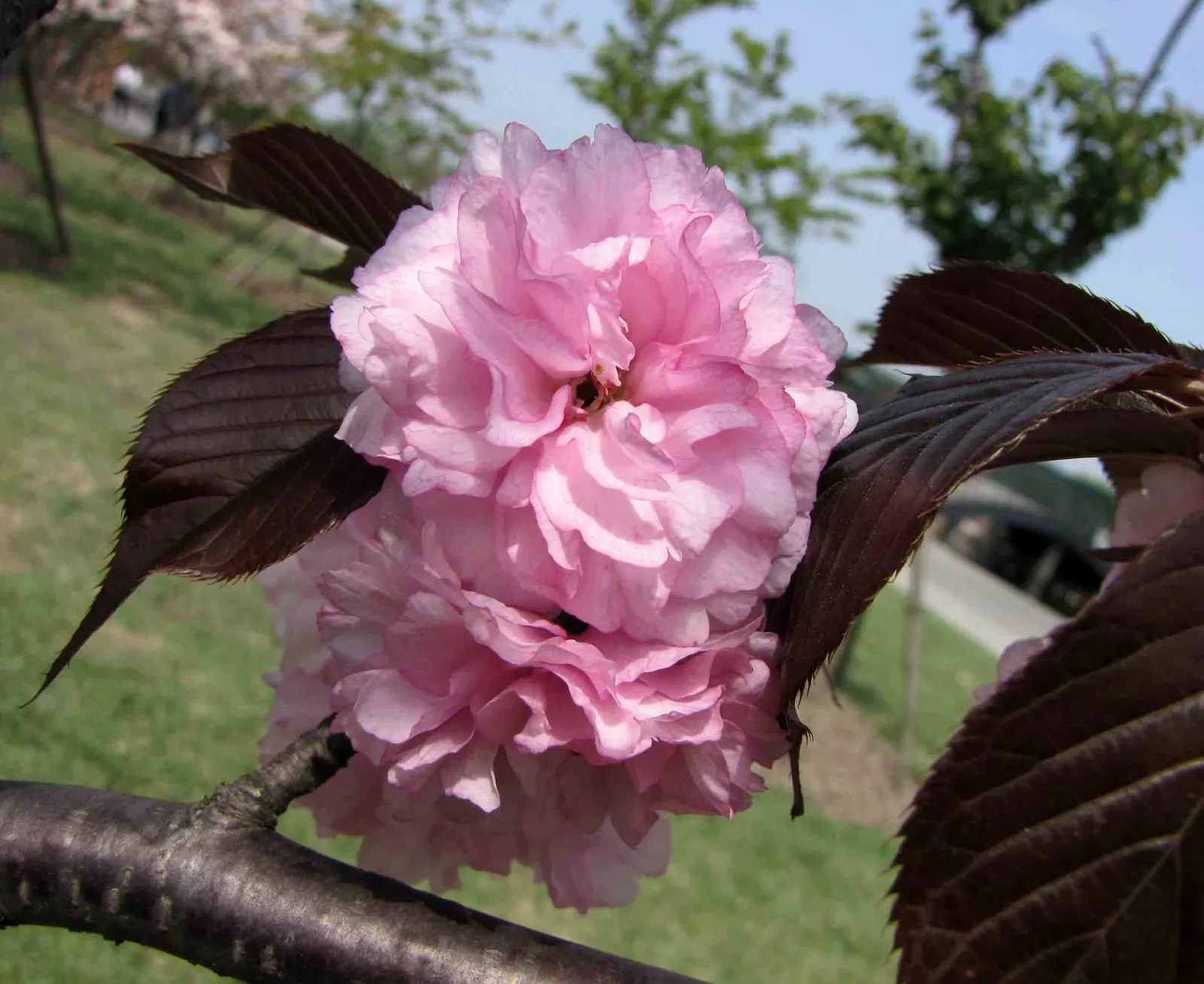 Royal Burgundy Flowering Cherry (Prunus Serrulata 'Royal Burgundy') — The Royal Burgundy Flowering Cherry (Prunus serrulata 'Royal Burgundy') boasts rich