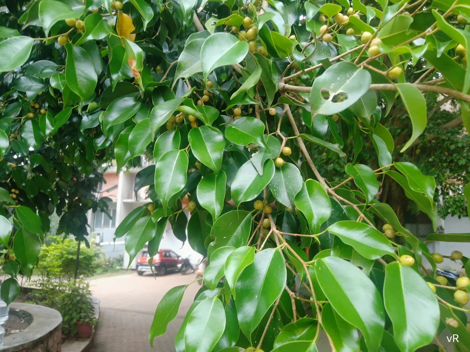 Weeping Fig (Ficus Benjamina) — this evergreen tree touts a dense; the Weeping Fig (Ficus benjamina) is an elegant, image 100