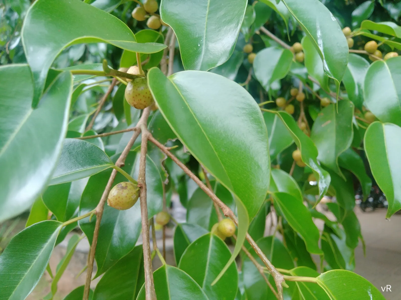 Weeping Fig (Ficus Benjamina) — reaching heights of 3-6 feet indoors; is an elegant and versatile addition to any landscape design, image 93