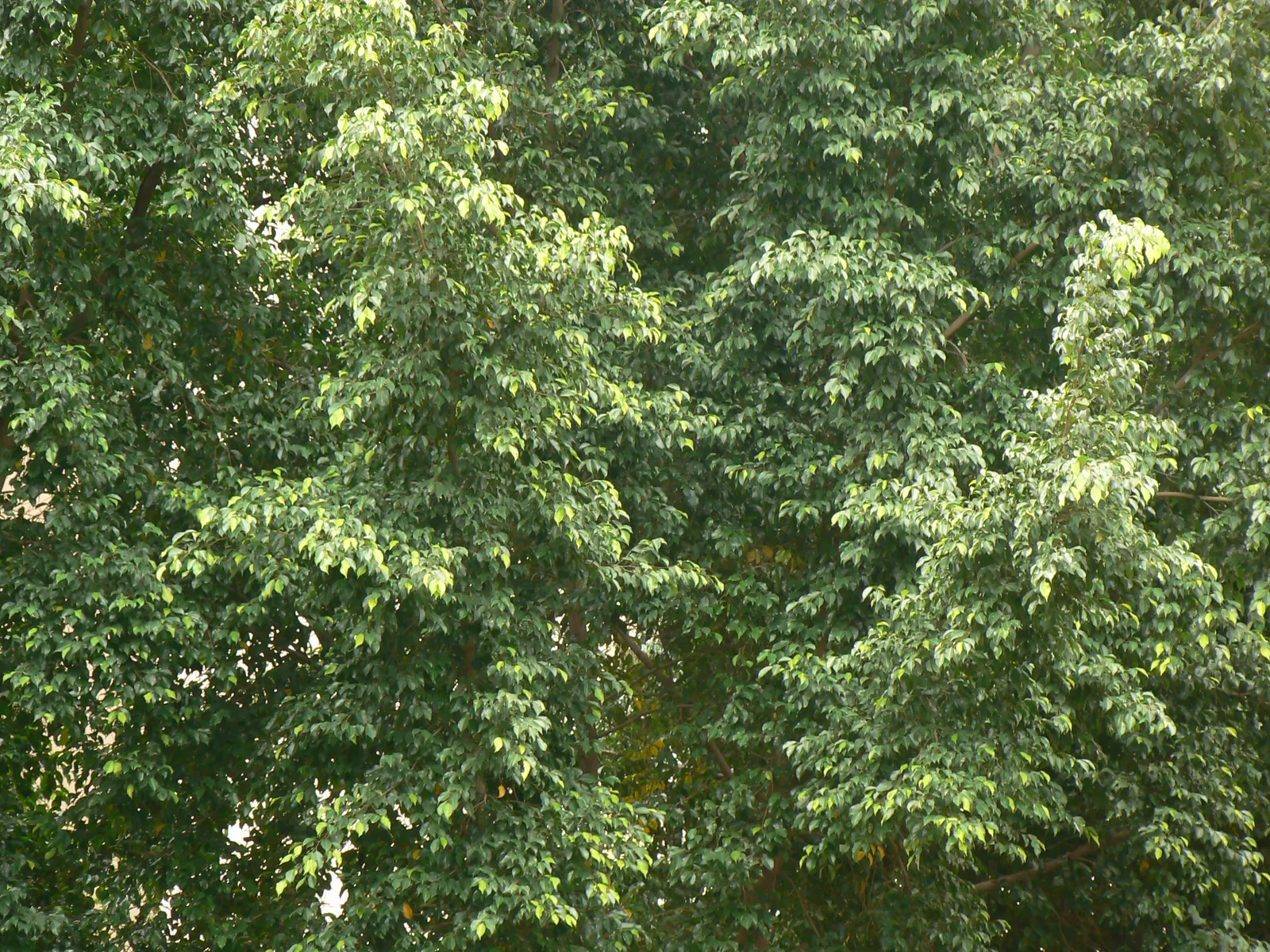 Weeping Fig (Ficus Benjamina) — Ideal for indoor or sheltered outdoor use