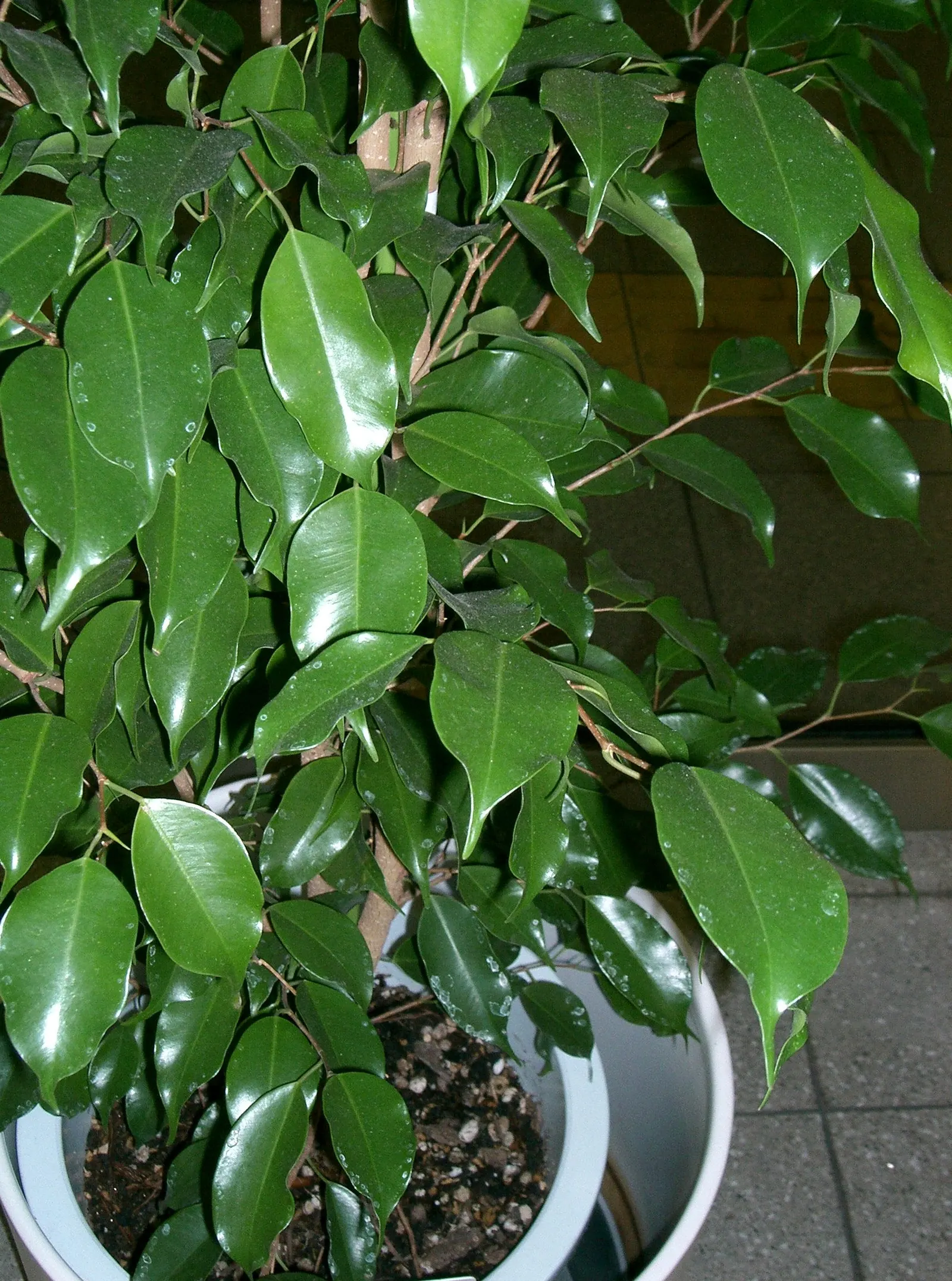 Weeping Fig (Ficus Benjamina) — This tree prefers a warm and stable climate and does not fare well in temperatures below 50&deg;F (10&deg;C)