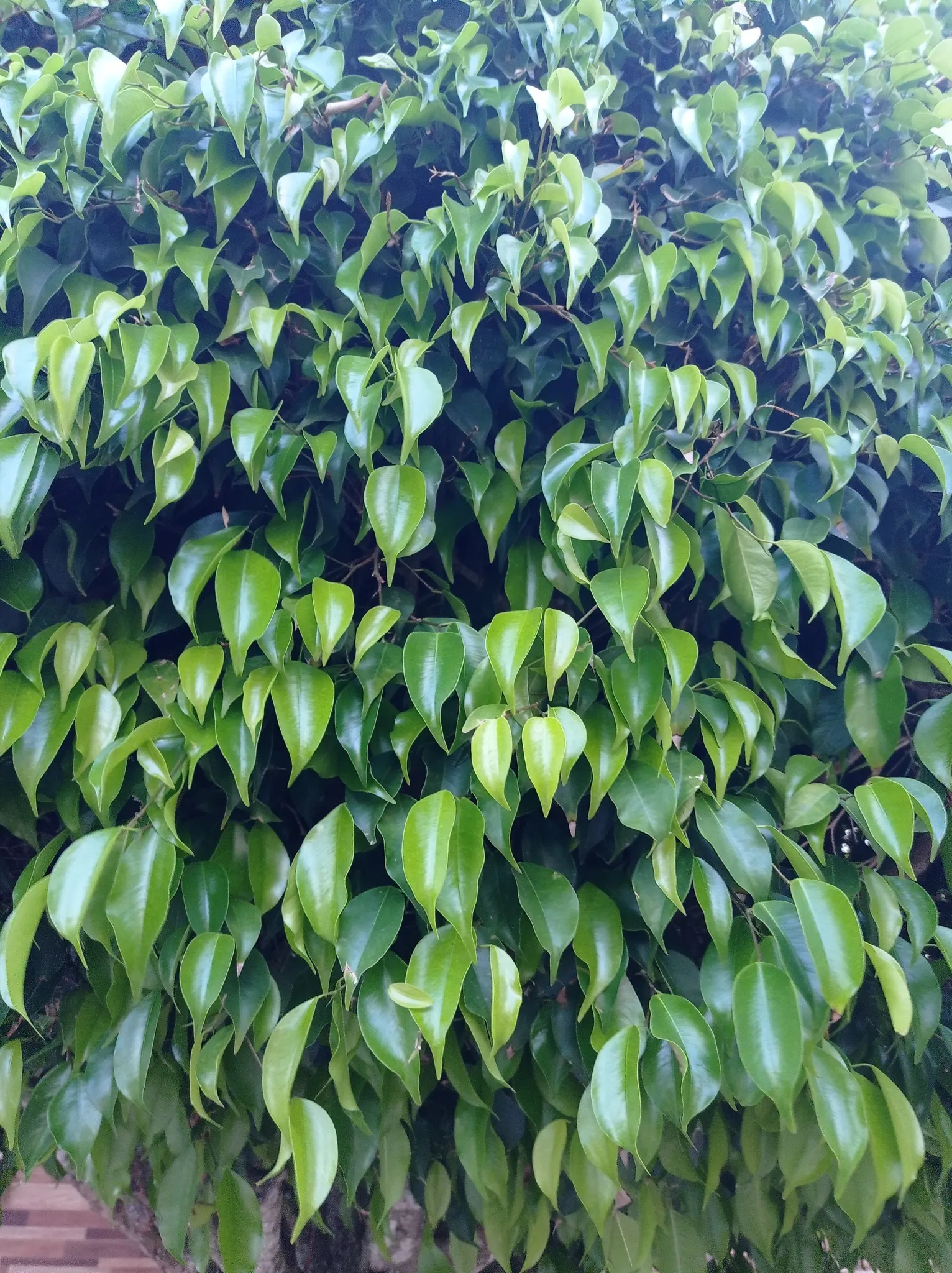 Weeping Fig (Ficus Benjamina) — is an elegant and versatile addition to any landscape design