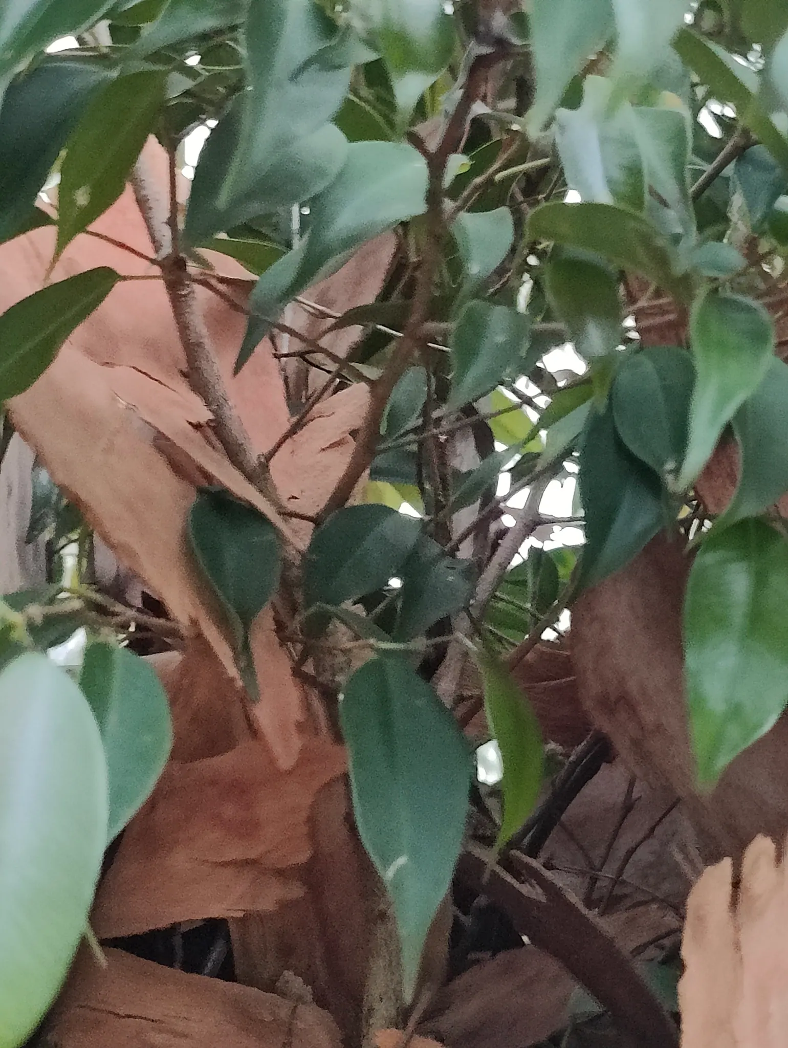 Weeping Fig (Ficus Benjamina) — glossy leaves and gracefully drooping branches; but can adapt to lower light levels, image 90