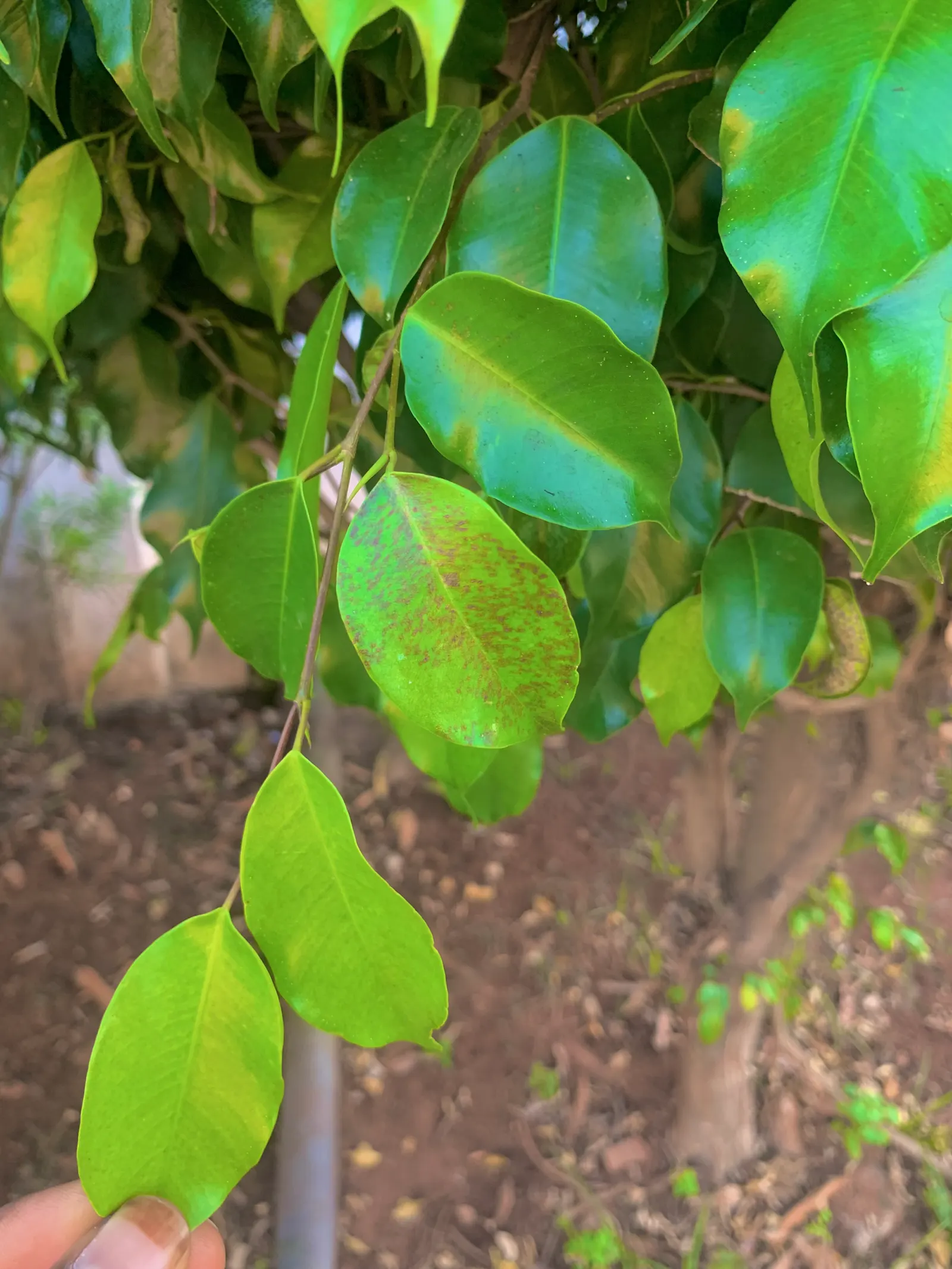 Weeping Fig (Ficus Benjamina) — evergreen tree known for its lush; cherished for its graceful drooping branches and rich