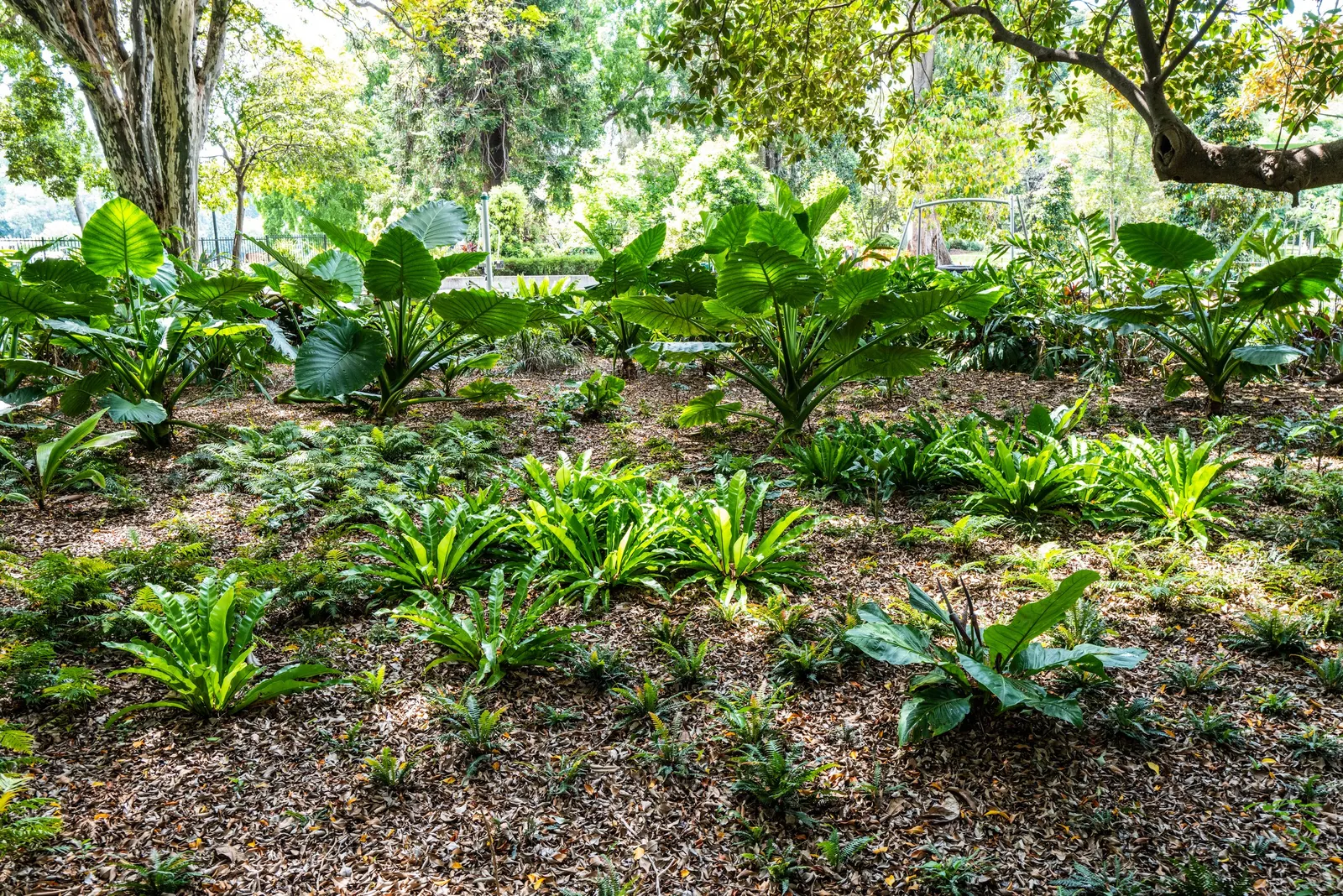 Weeping Fig (Ficus Benjamina) — tree for full or half; the non-invasive root system makes it a safe choice to place near structures or pavement