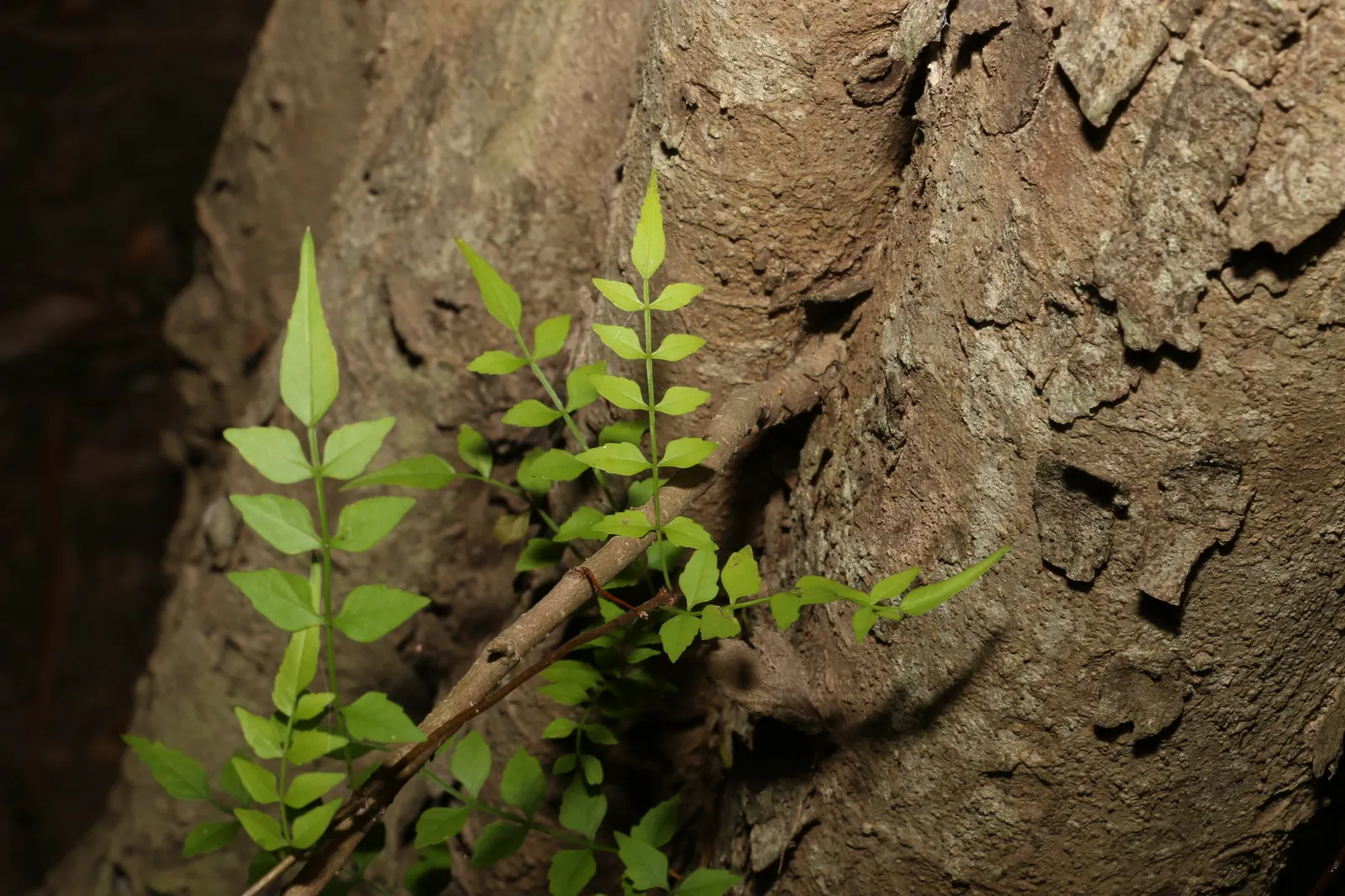 Weeping Fig (Ficus Benjamina) — Requires well-drained soil and periodic pruning to maintain shape