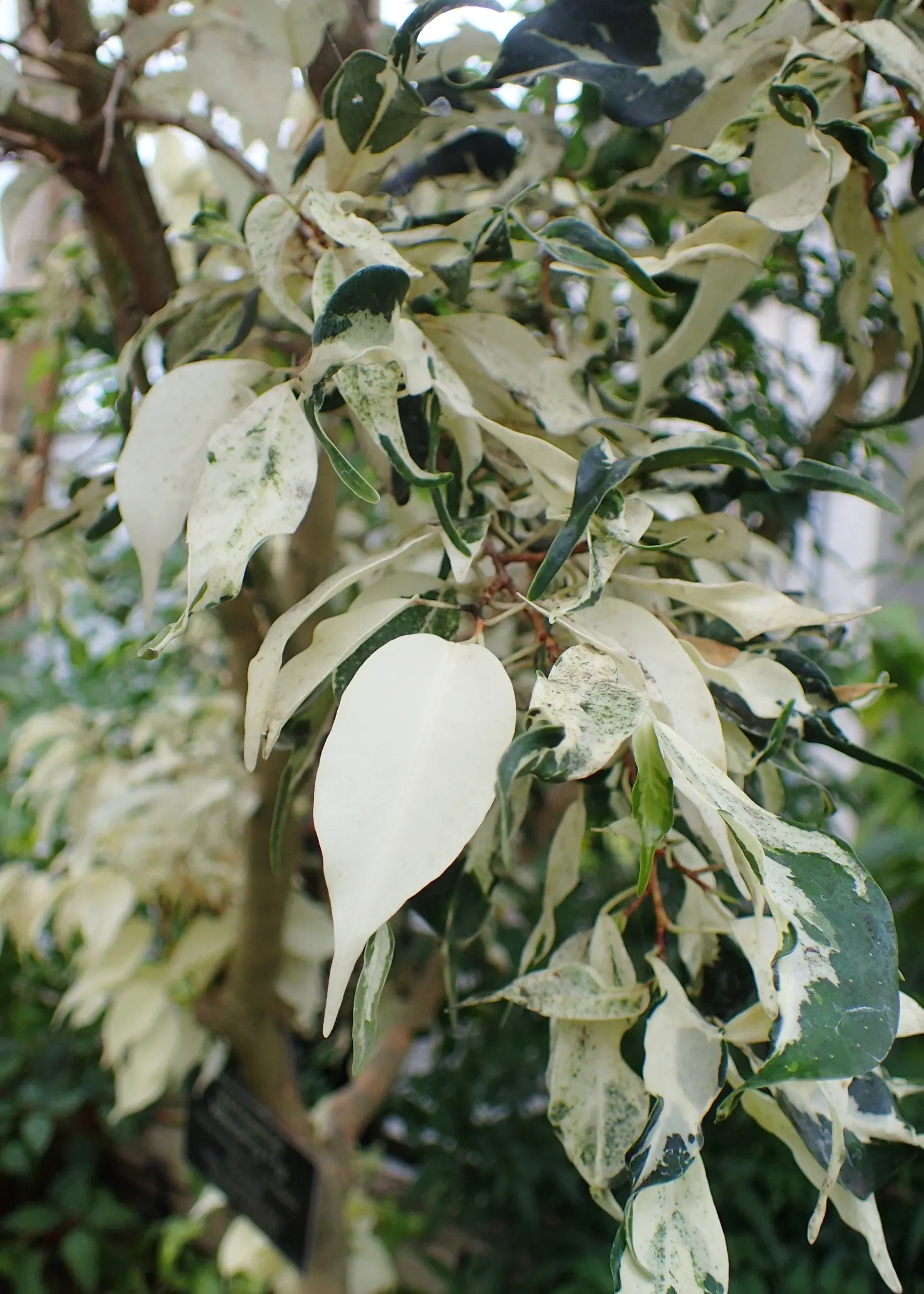 Weeping Fig (Ficus Benjamina) — Ficus benjamina thrives in bright; tree for full or half