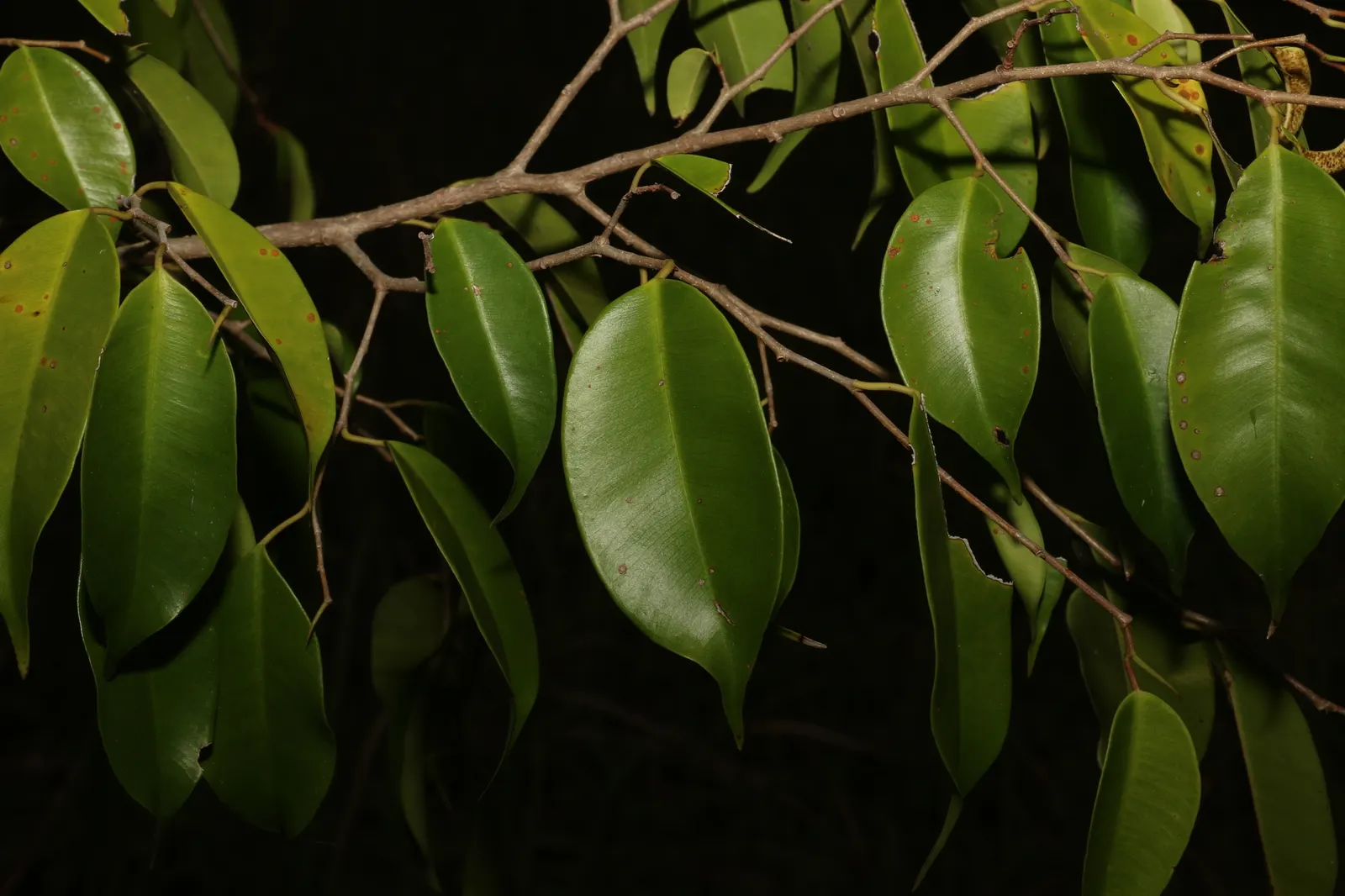 Weeping Fig (Ficus Benjamina) — it quickly becomes a resilient and captivating feature in your garden; provided adequate space is allotted for its mature